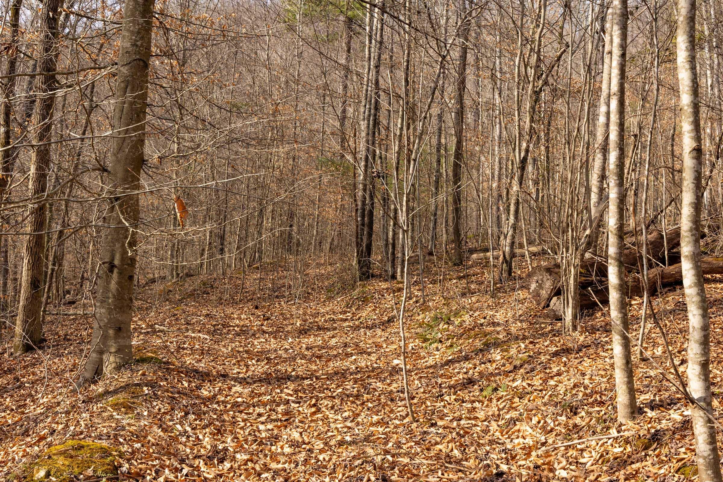 Jade Pass — Zero Credit Land owner financed land for sale in Whitley County, Kentucky photo 184