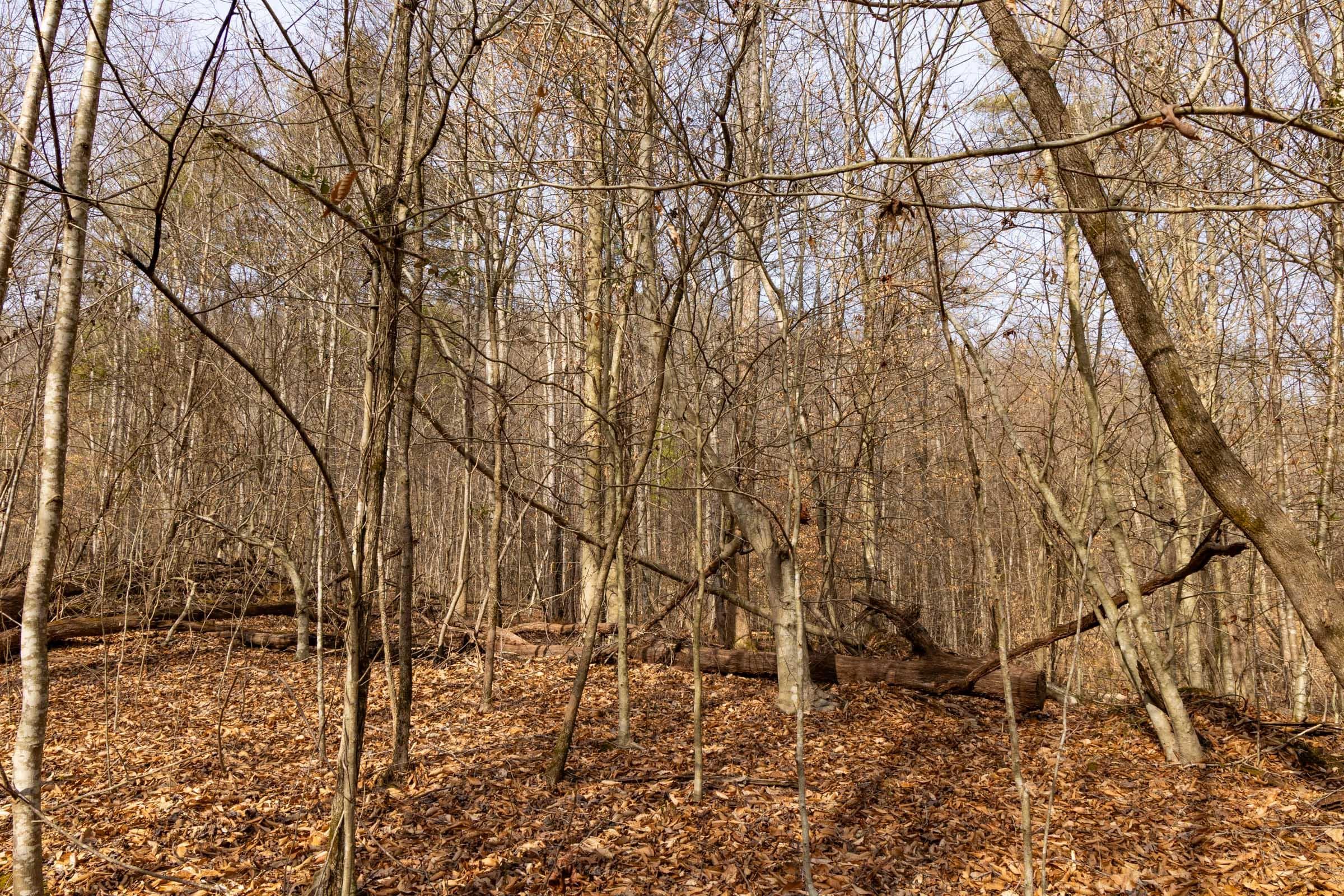 Jade Pass — Zero Credit Land owner financed land for sale in Whitley County, Kentucky photo 185