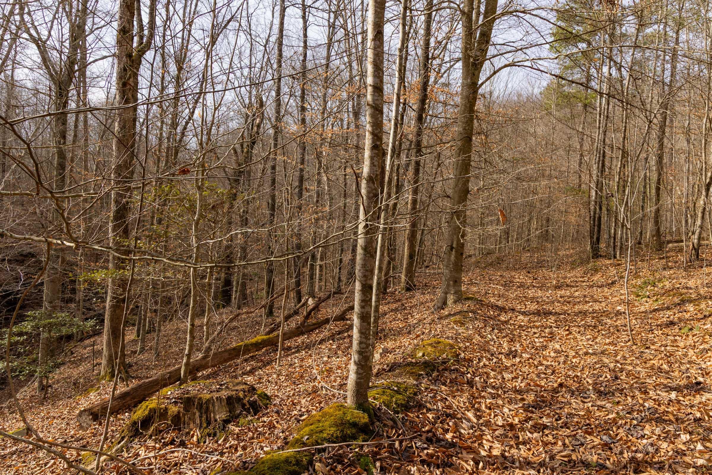 Jade Pass — Zero Credit Land owner financed land for sale in Whitley County, Kentucky photo 182