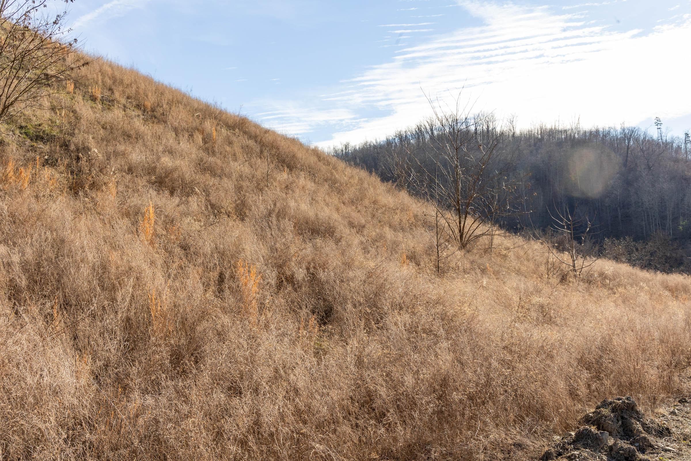 Jade Pass — Zero Credit Land owner financed land for sale in Whitley County, Kentucky photo 128