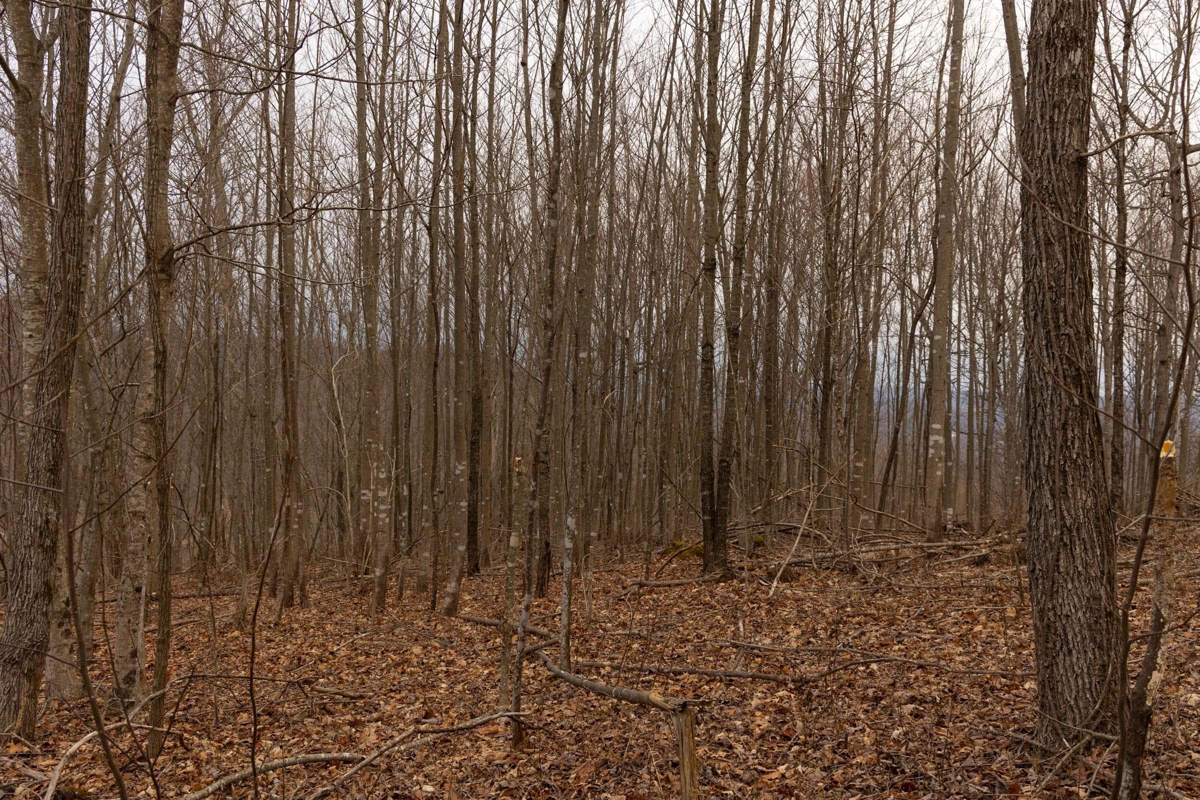 Jade Pass — Zero Credit Land owner financed land for sale in Whitley County, Kentucky photo 105