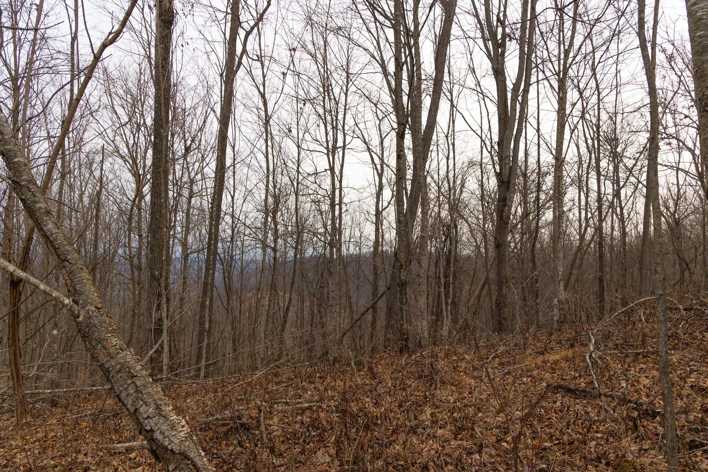 Jade Pass — Zero Credit Land owner financed land for sale in Whitley County, Kentucky photo 106