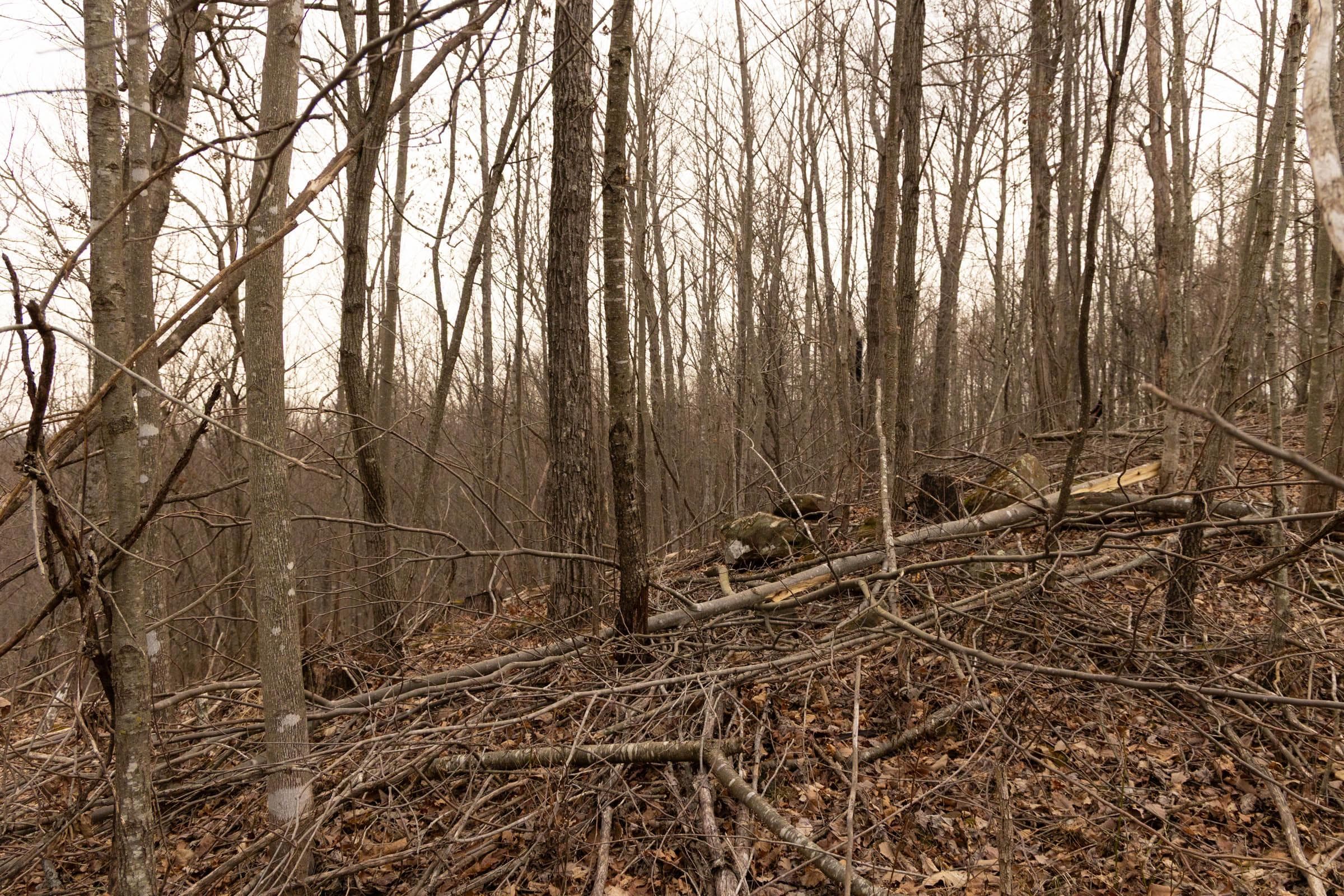 Jade Pass — Zero Credit Land owner financed land for sale in Whitley County, Kentucky photo 108
