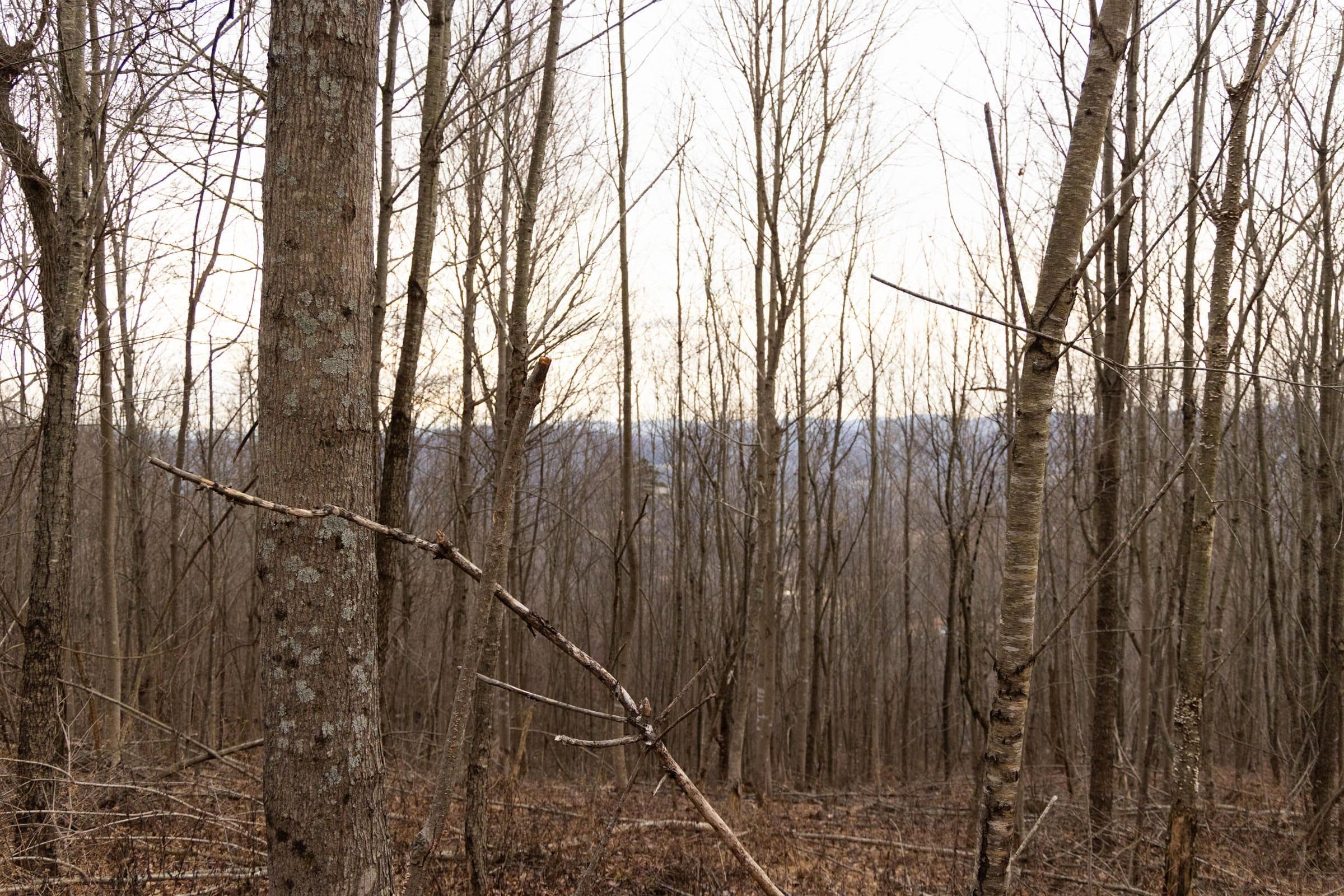 Jade Pass — Zero Credit Land owner financed land for sale in Whitley County, Kentucky photo 101