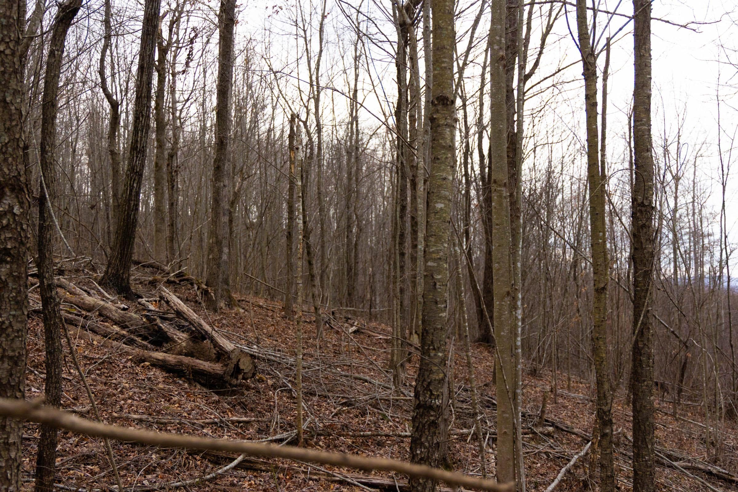 Jade Pass — Zero Credit Land owner financed land for sale in Whitley County, Kentucky photo 103
