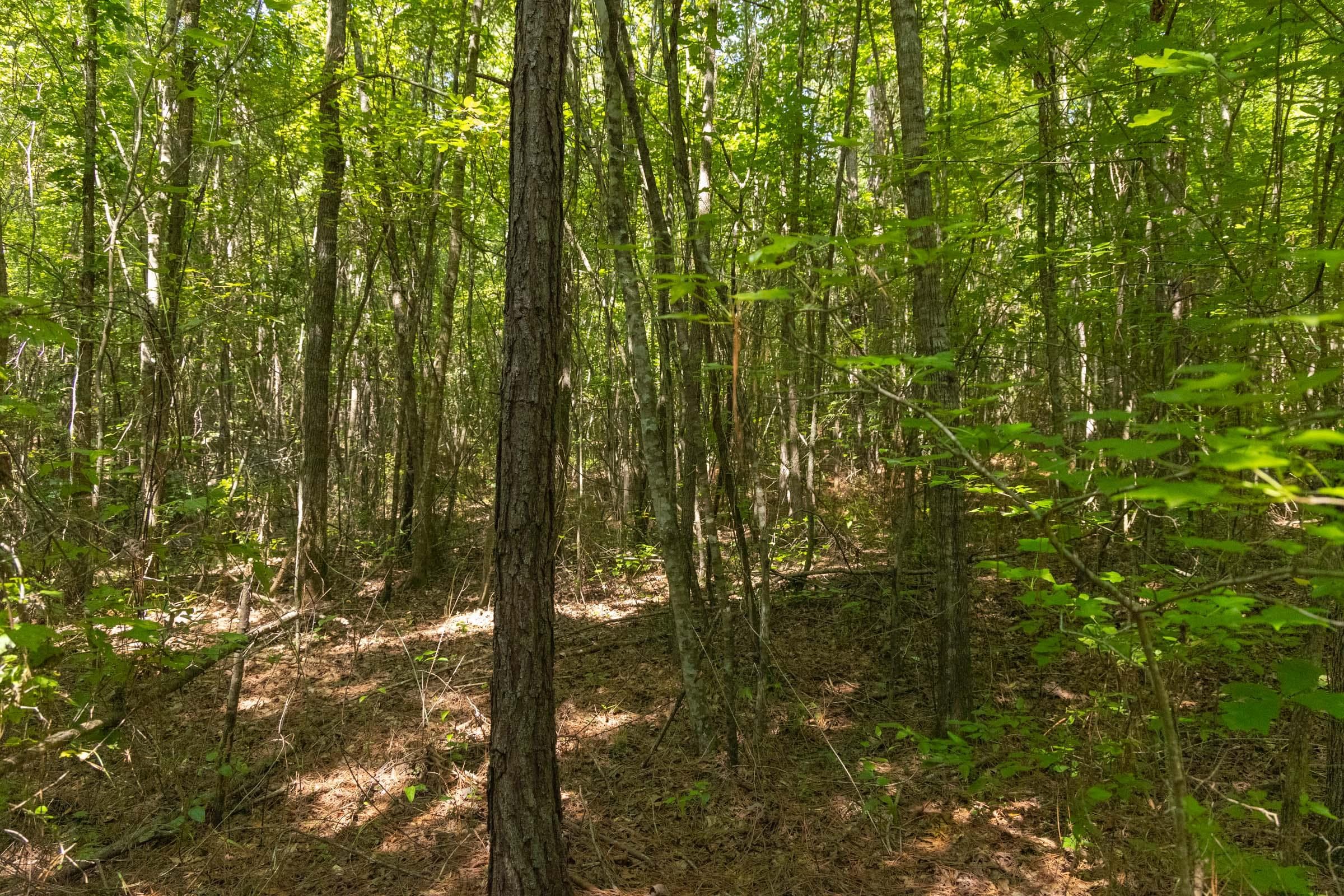 Olive Hill — Zero Credit Land owner financed land for sale in Lamar County, Alabama photo 16