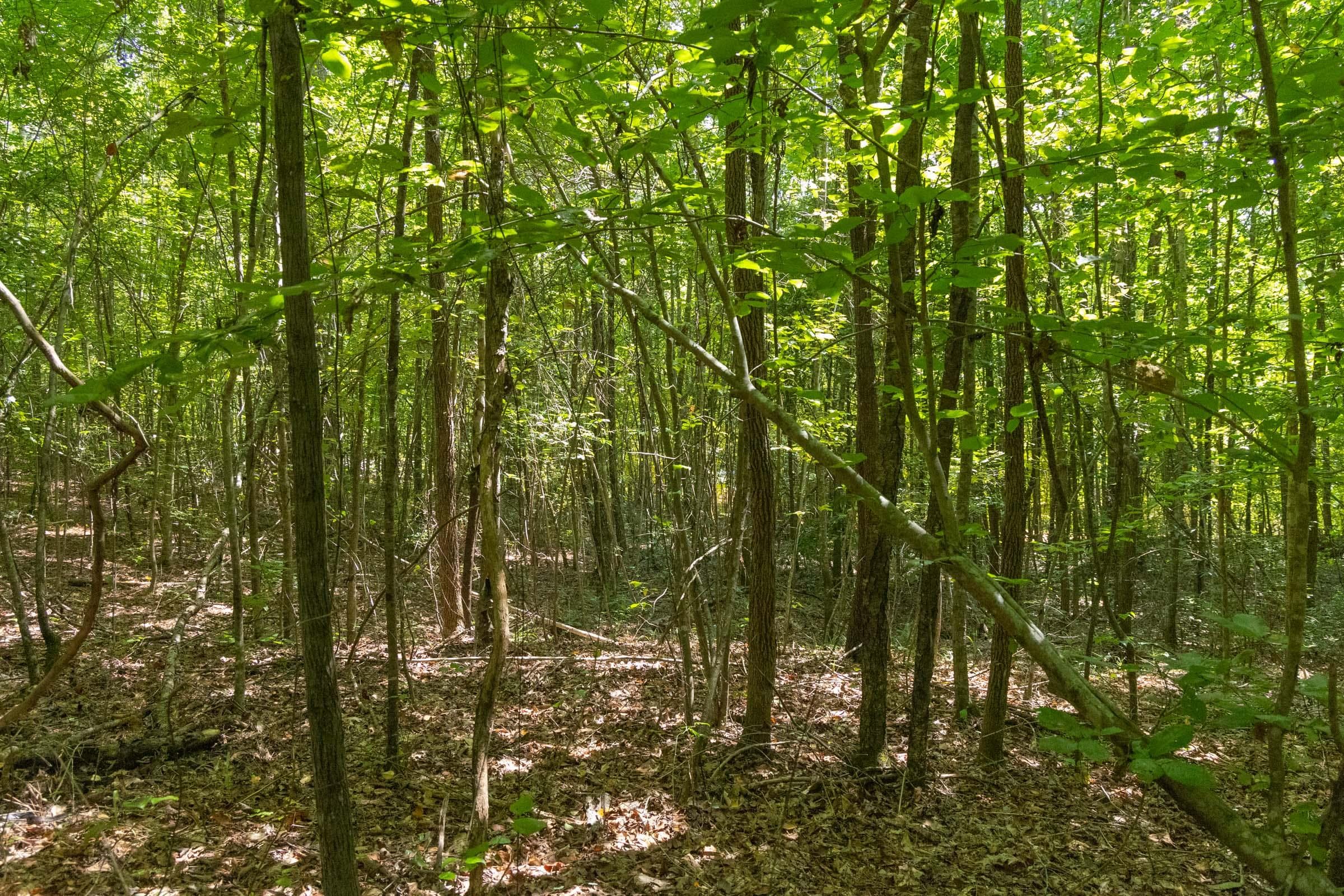 Olive Hill — Zero Credit Land owner financed land for sale in Lamar County, Alabama photo 14