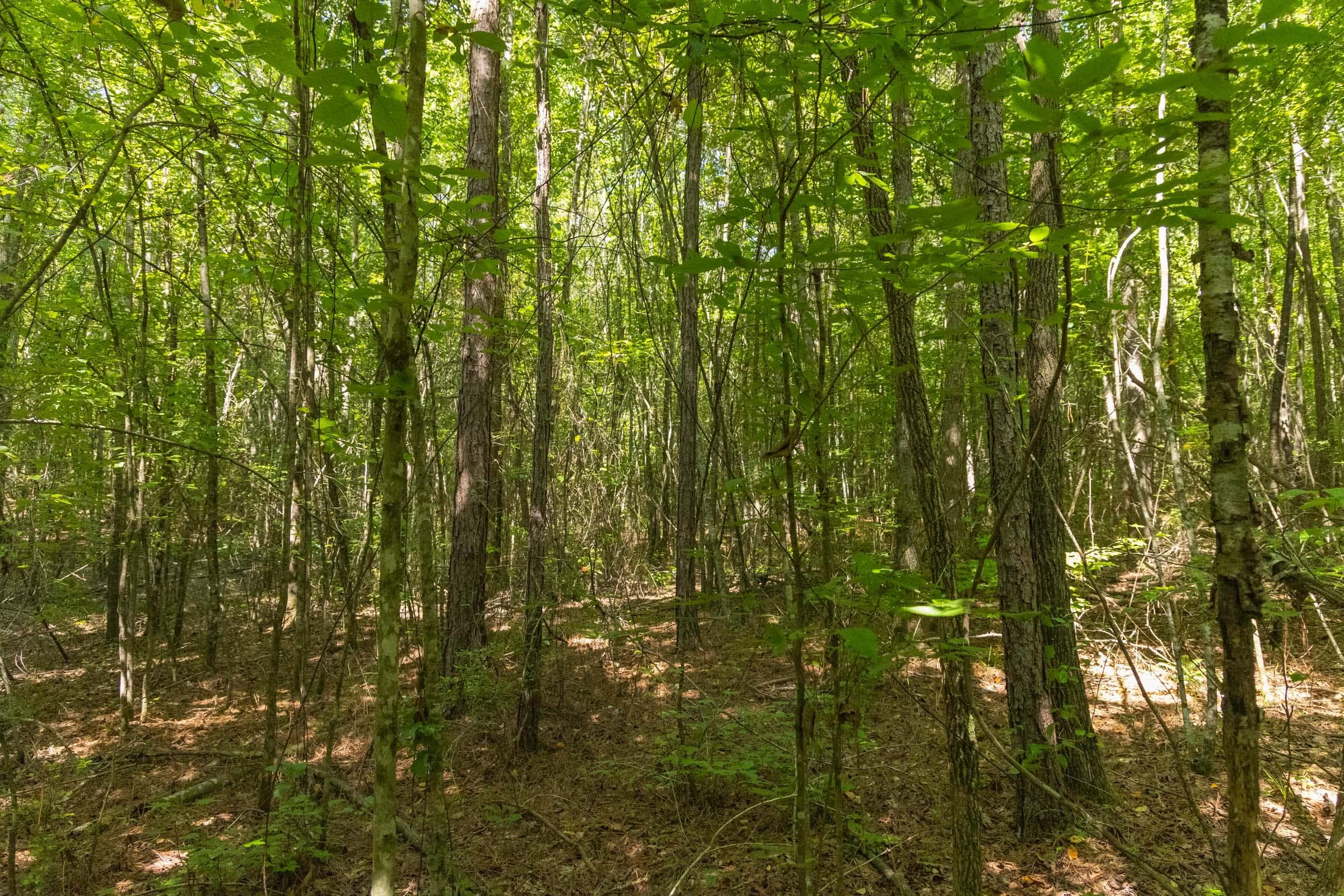 Olive Hill — Zero Credit Land owner financed land for sale in Lamar County, Alabama photo 17