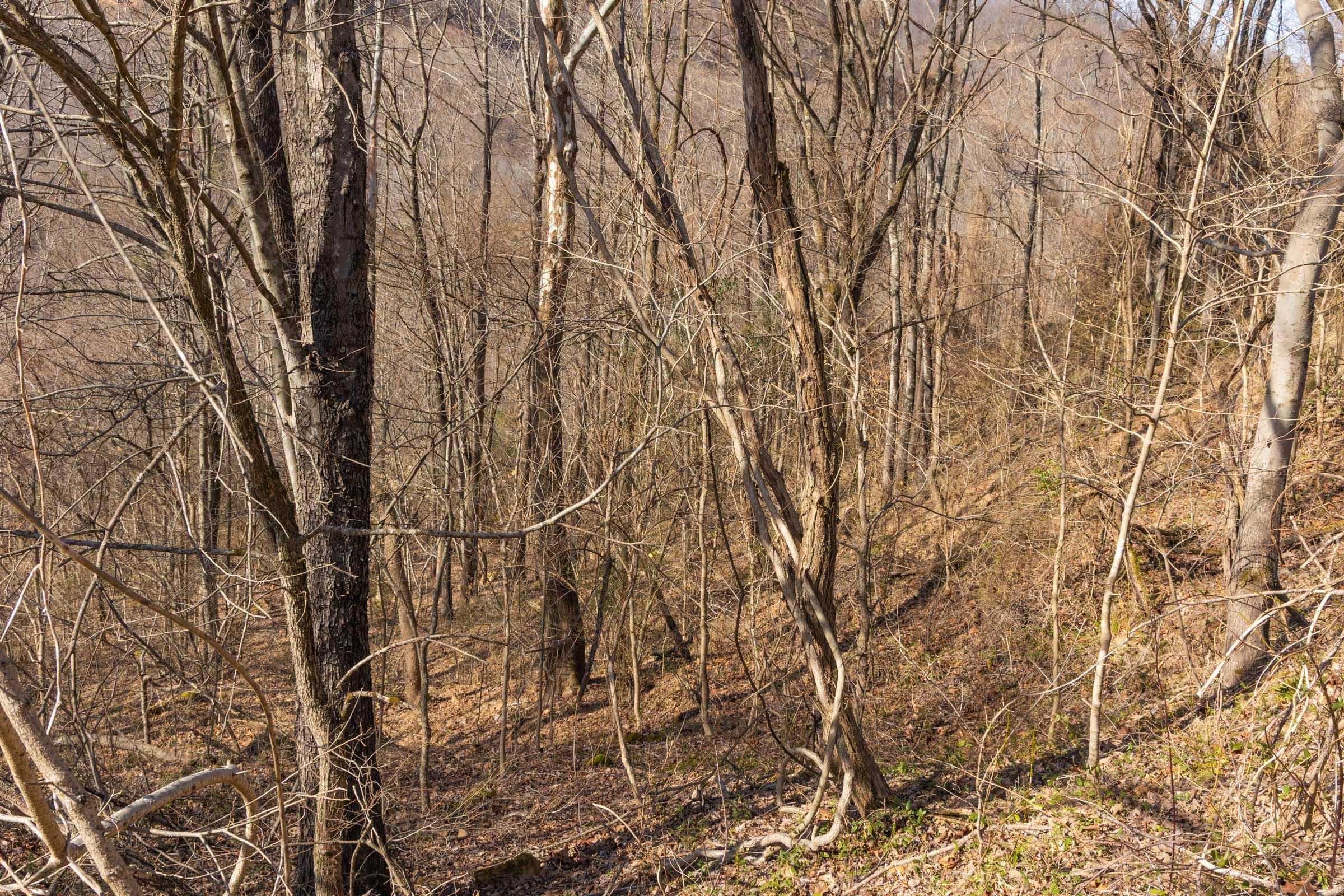 Jade Pass — Zero Credit Land owner financed land for sale in Whitley County, Kentucky photo 85