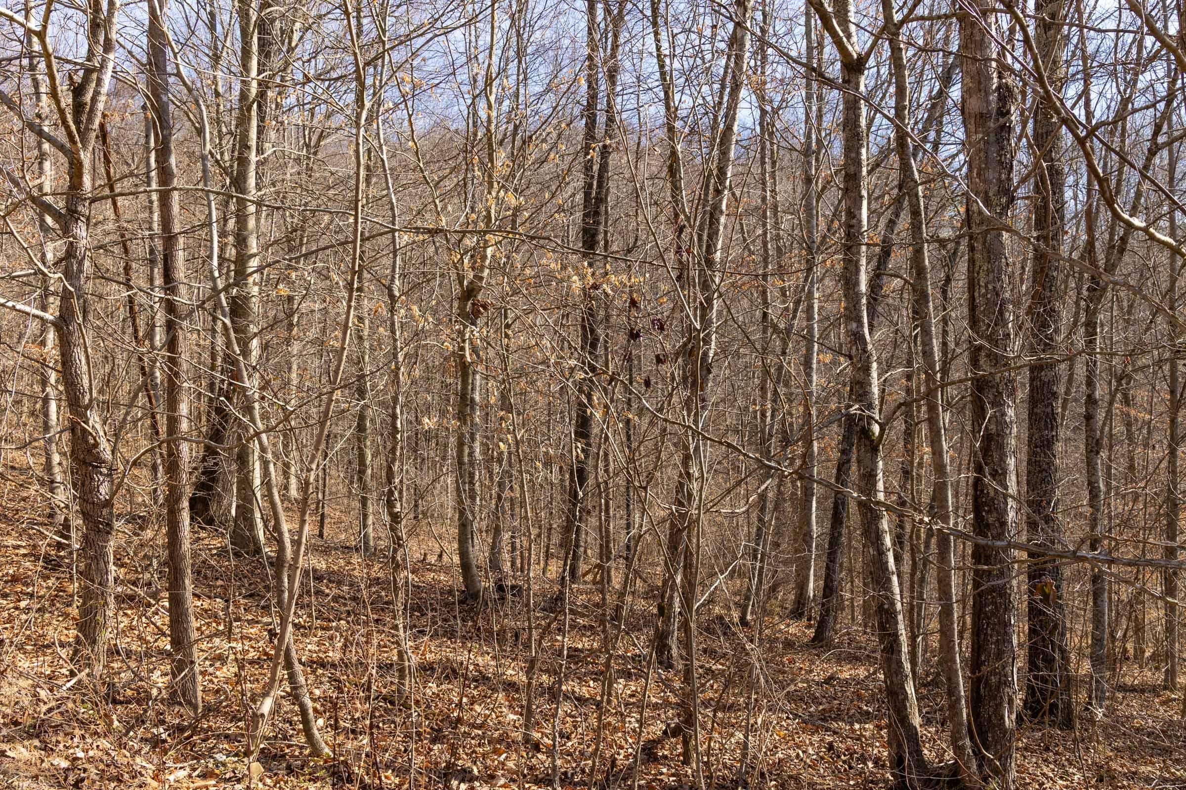Jade Pass — Zero Credit Land owner financed land for sale in Whitley County, Kentucky photo 82