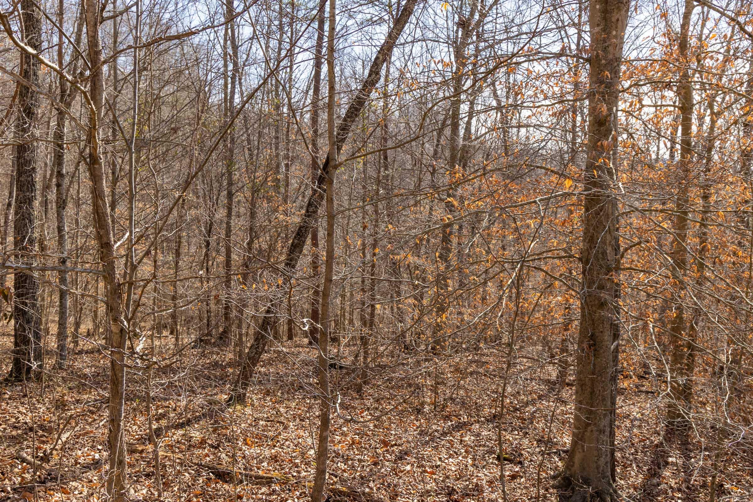 Jade Pass — Zero Credit Land owner financed land for sale in Whitley County, Kentucky photo 74