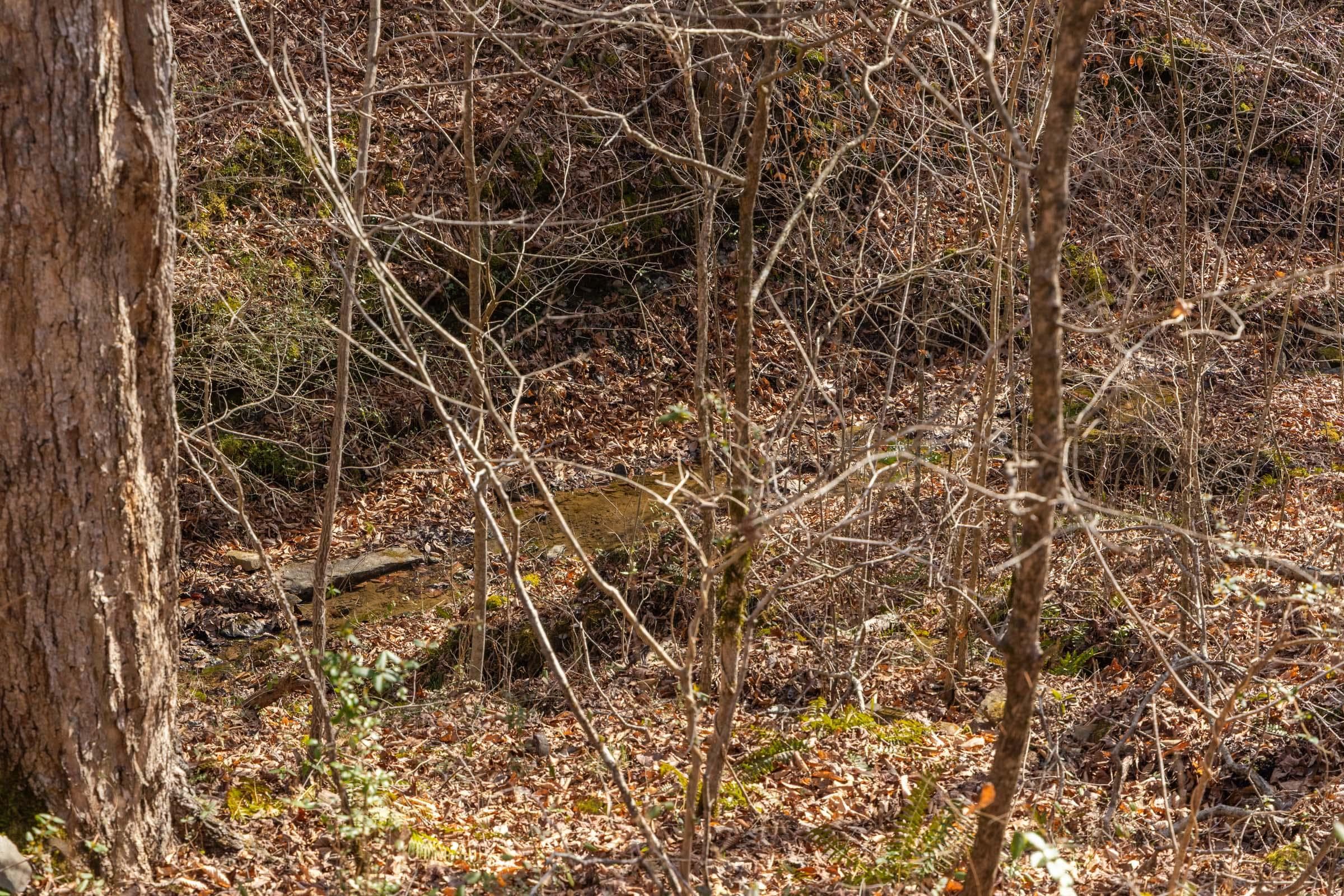 Jade Pass — Zero Credit Land owner financed land for sale in Whitley County, Kentucky photo 68