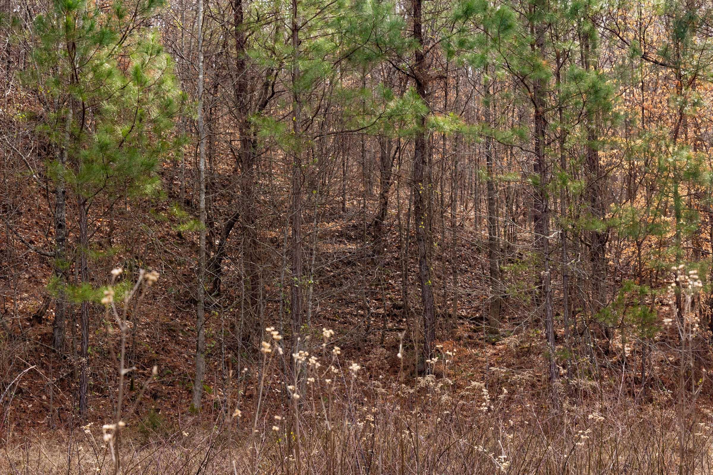 Jade Pass — Zero Credit Land owner financed land for sale in Whitley County, Kentucky photo 65