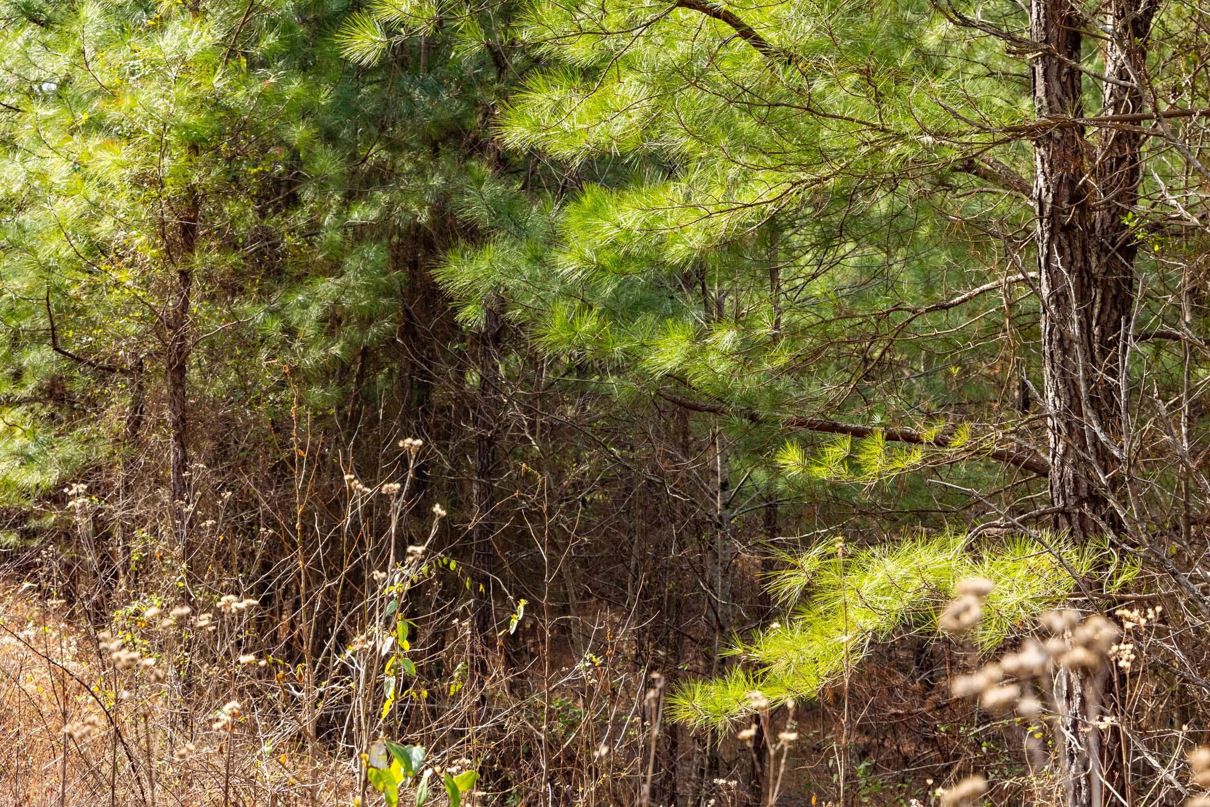 Jade Pass — Zero Credit Land owner financed land for sale in Whitley County, Kentucky photo 60
