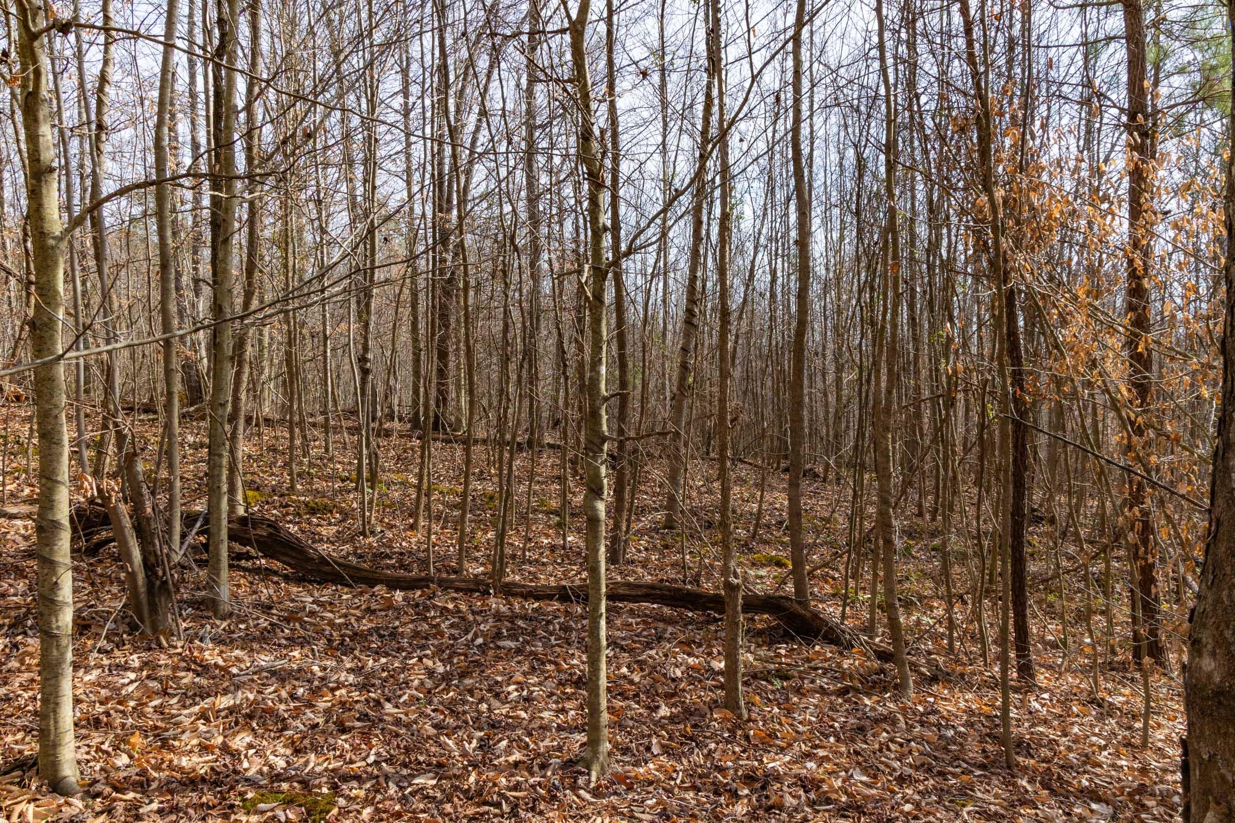Jade Pass — Zero Credit Land owner financed land for sale in Whitley County, Kentucky photo 54