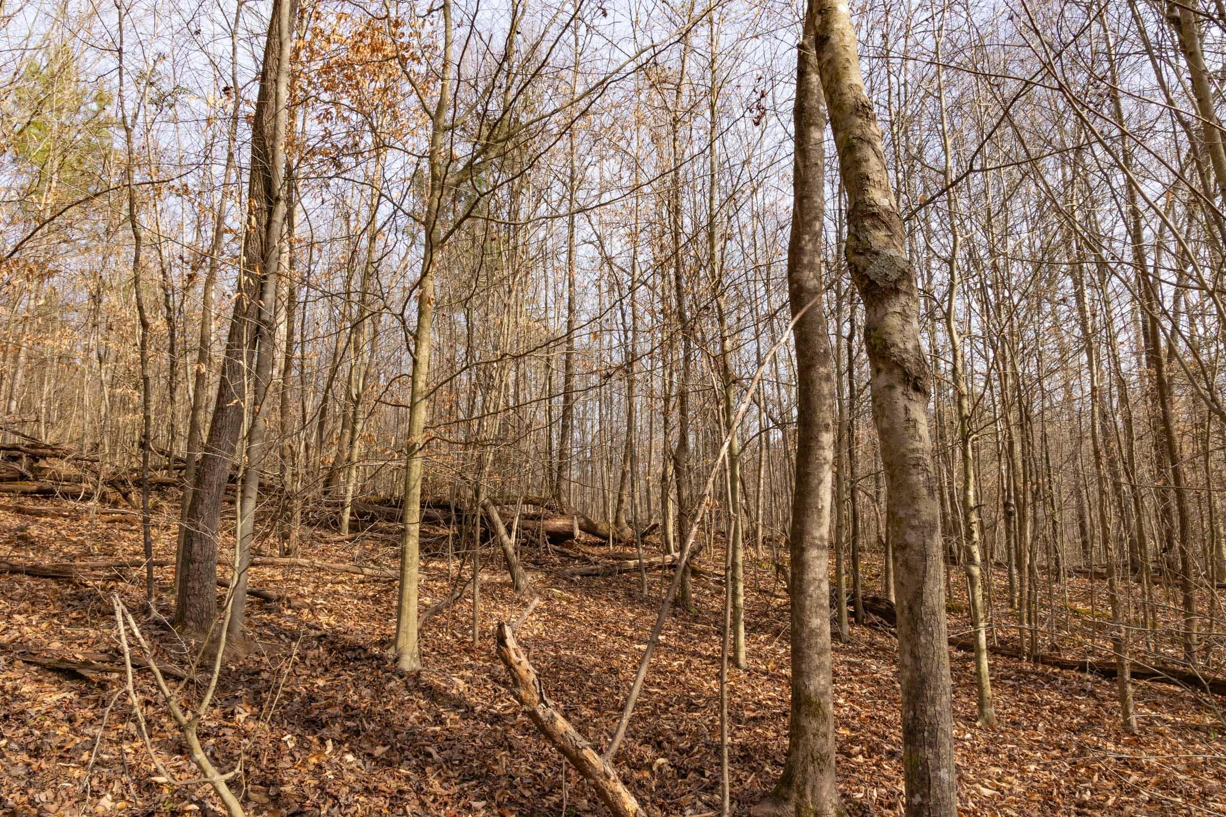 Jade Pass — Zero Credit Land owner financed land for sale in Whitley County, Kentucky photo 51