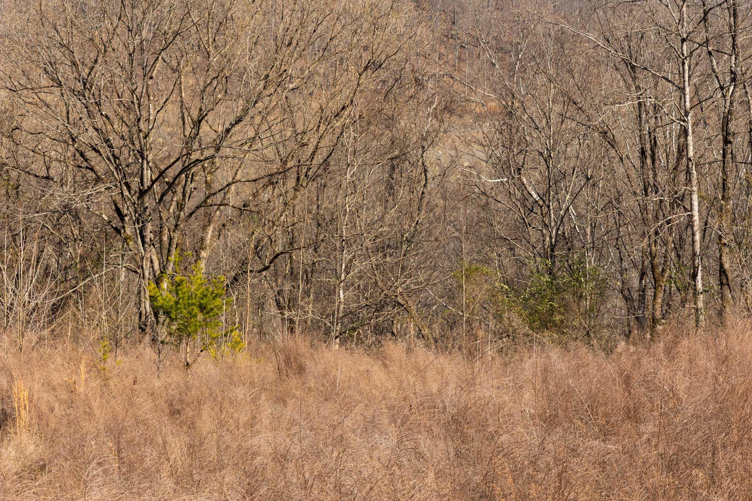 Jade Pass — Zero Credit Land owner financed land for sale in Whitley County, Kentucky photo 36