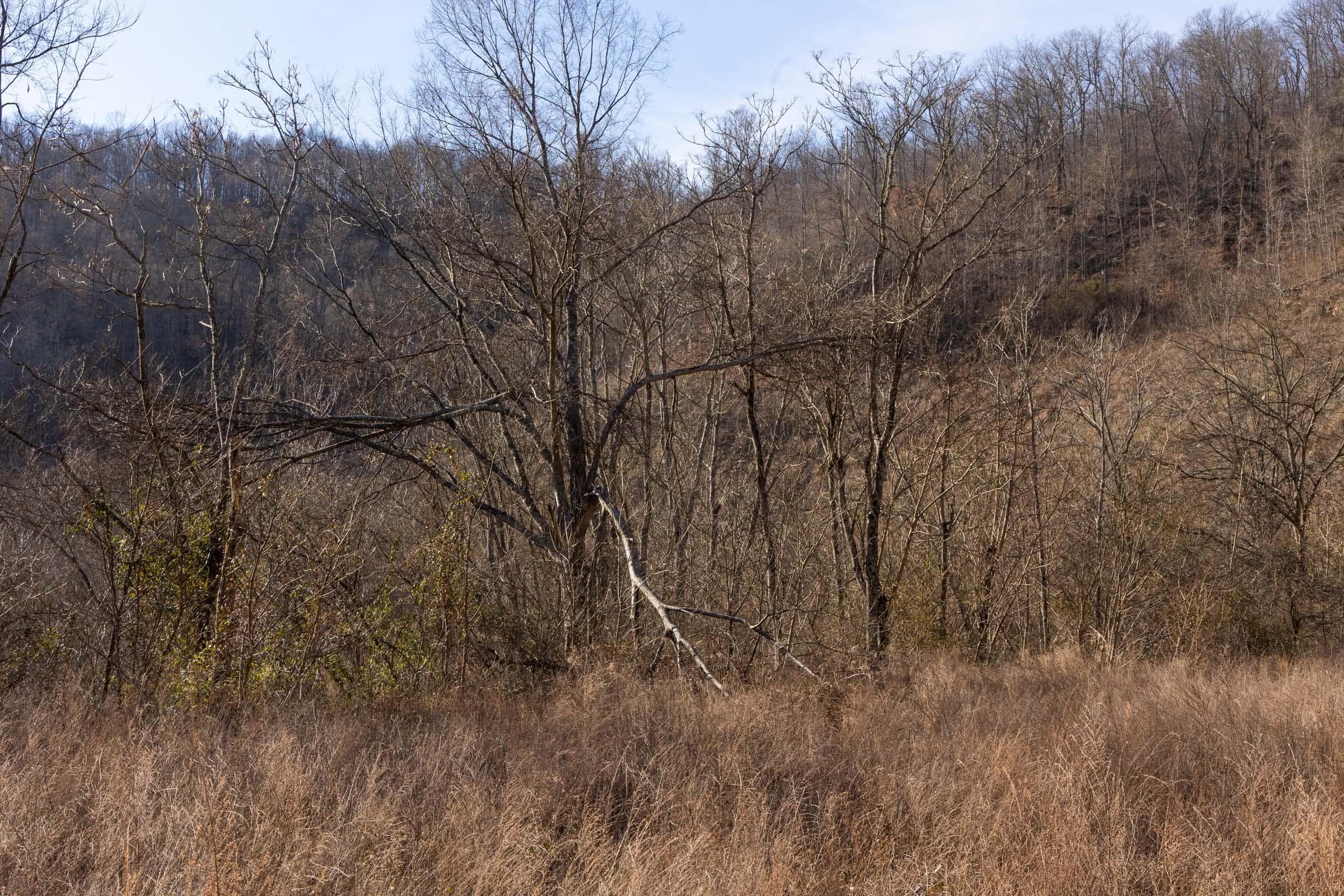 Jade Pass — Zero Credit Land owner financed land for sale in Whitley County, Kentucky photo 26