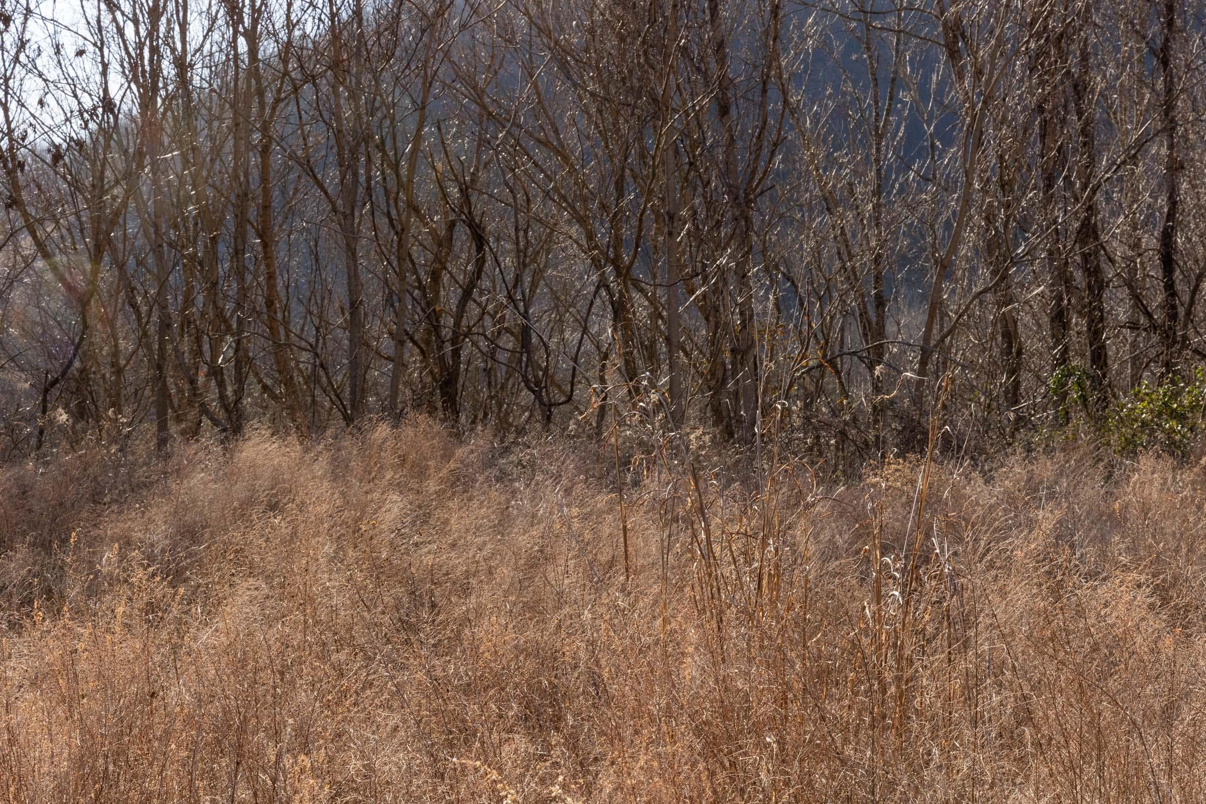 Jade Pass — Zero Credit Land owner financed land for sale in Whitley County, Kentucky photo 22