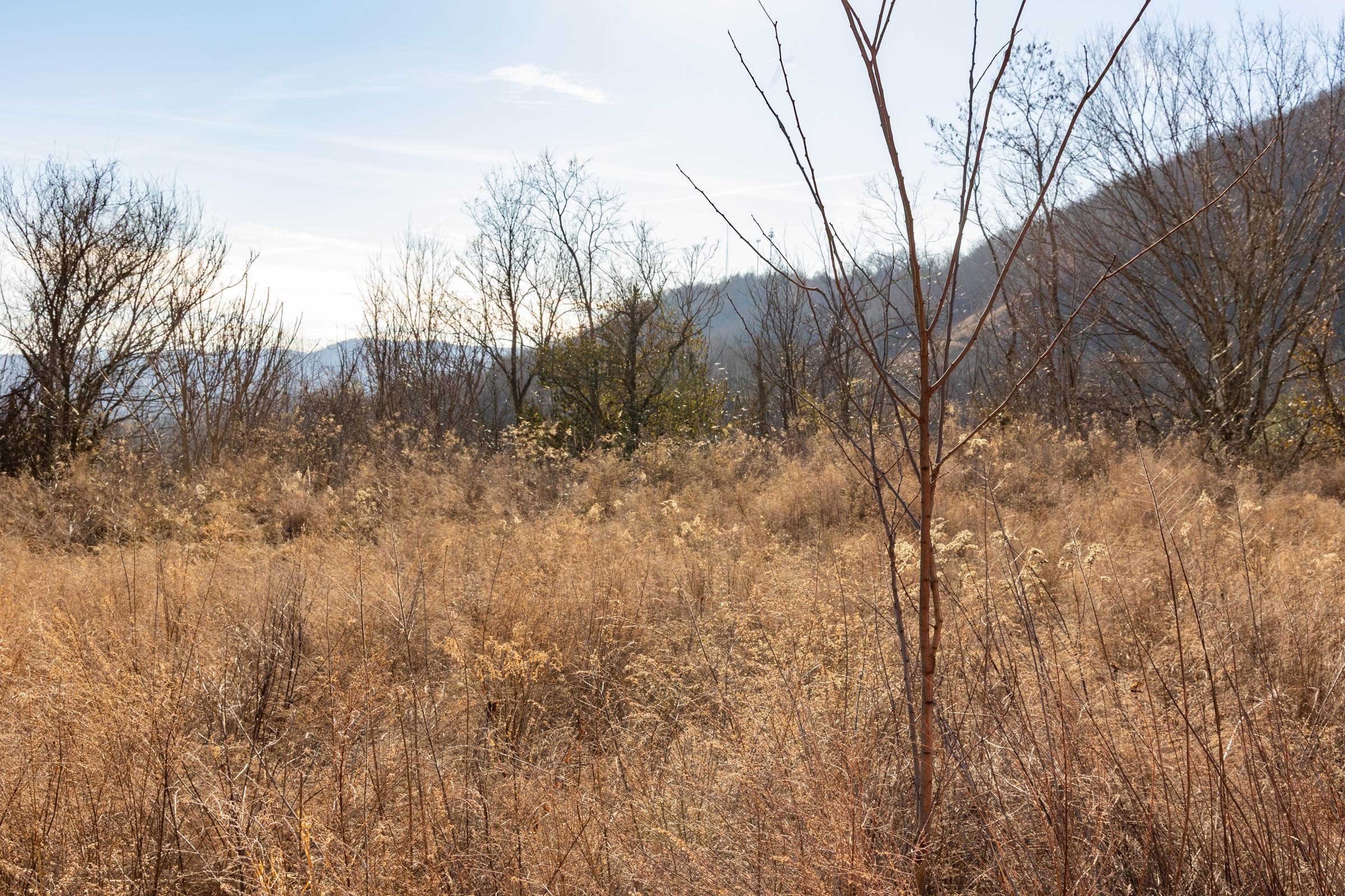 Jade Pass — Zero Credit Land owner financed land for sale in Whitley County, Kentucky photo 13
