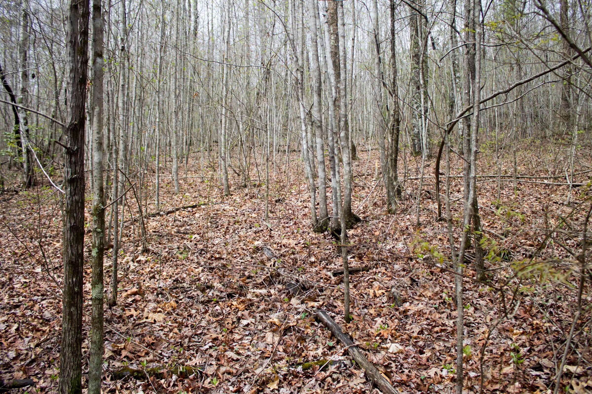 Hidden Hills — Zero Credit Land owner financed land for sale in Sequatchie County, Tennessee photo 16