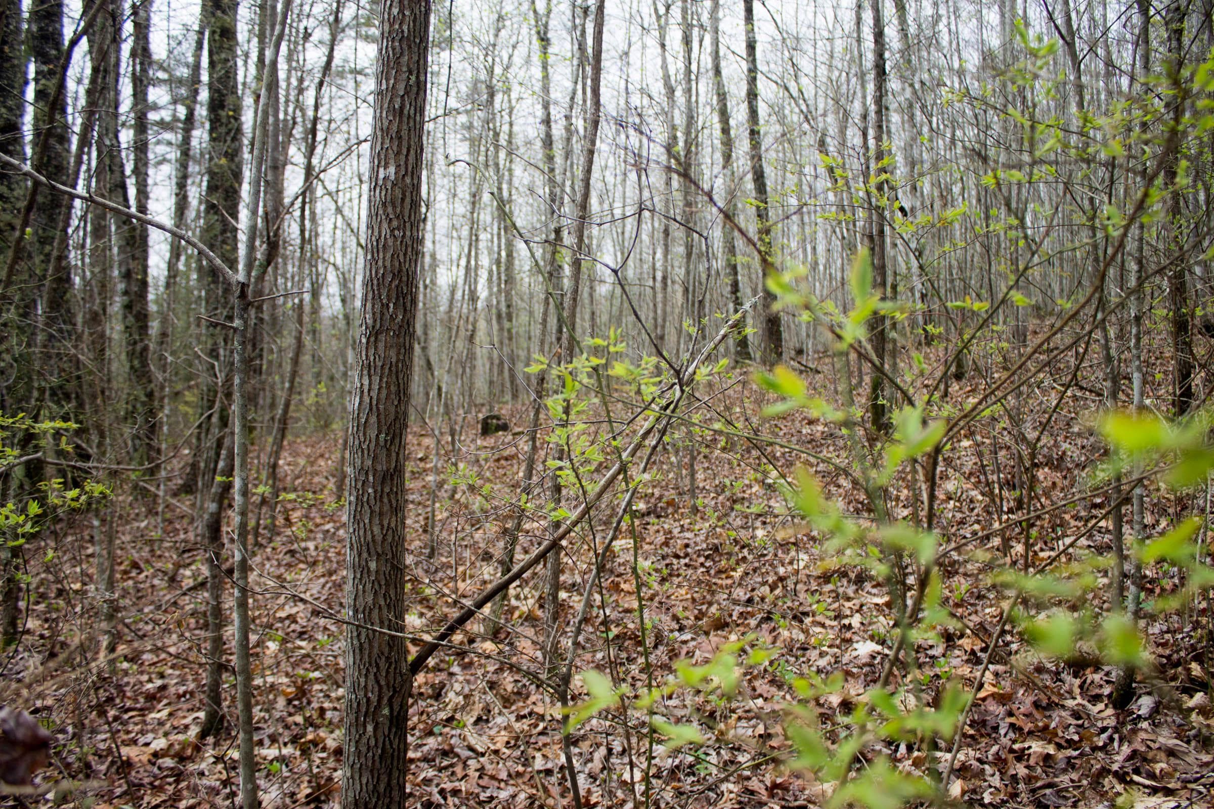 Hidden Hills — Zero Credit Land owner financed land for sale in Sequatchie County, Tennessee photo 17