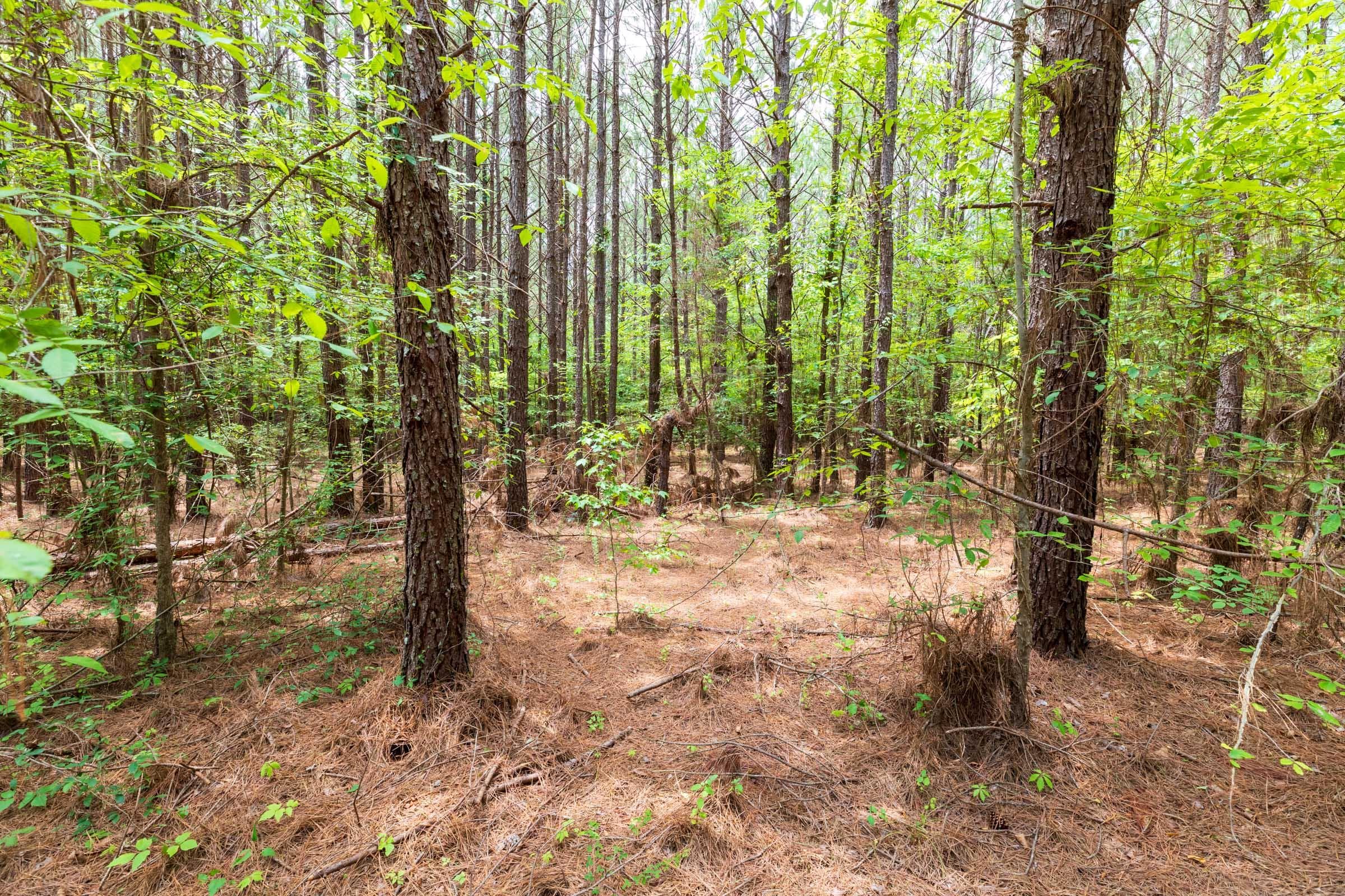 Whiskey Ridge — Zero Credit Land owner financed land for sale in Henderson County, Tennessee photo 82