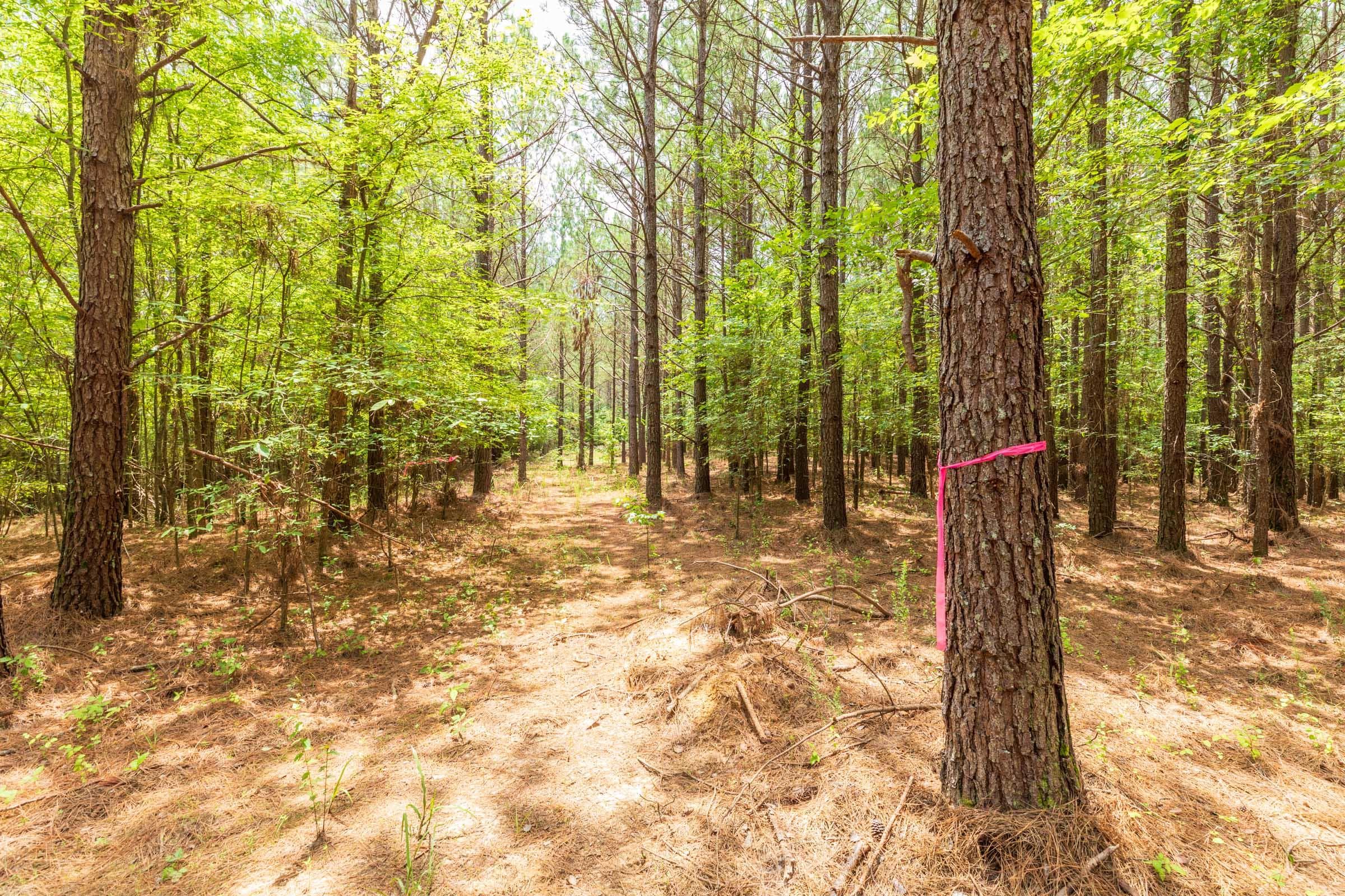 Whiskey Ridge — Zero Credit Land owner financed land for sale in Henderson County, Tennessee photo 81