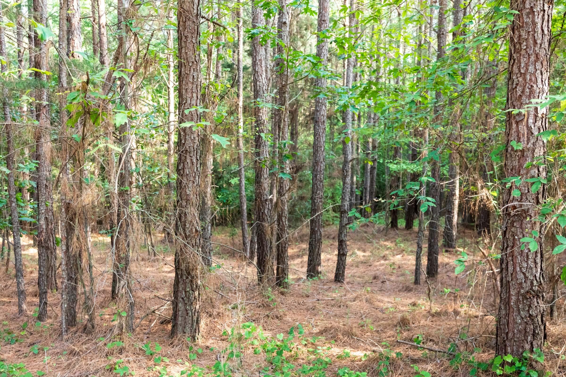 Whiskey Ridge — Zero Credit Land owner financed land for sale in Henderson County, Tennessee photo 78
