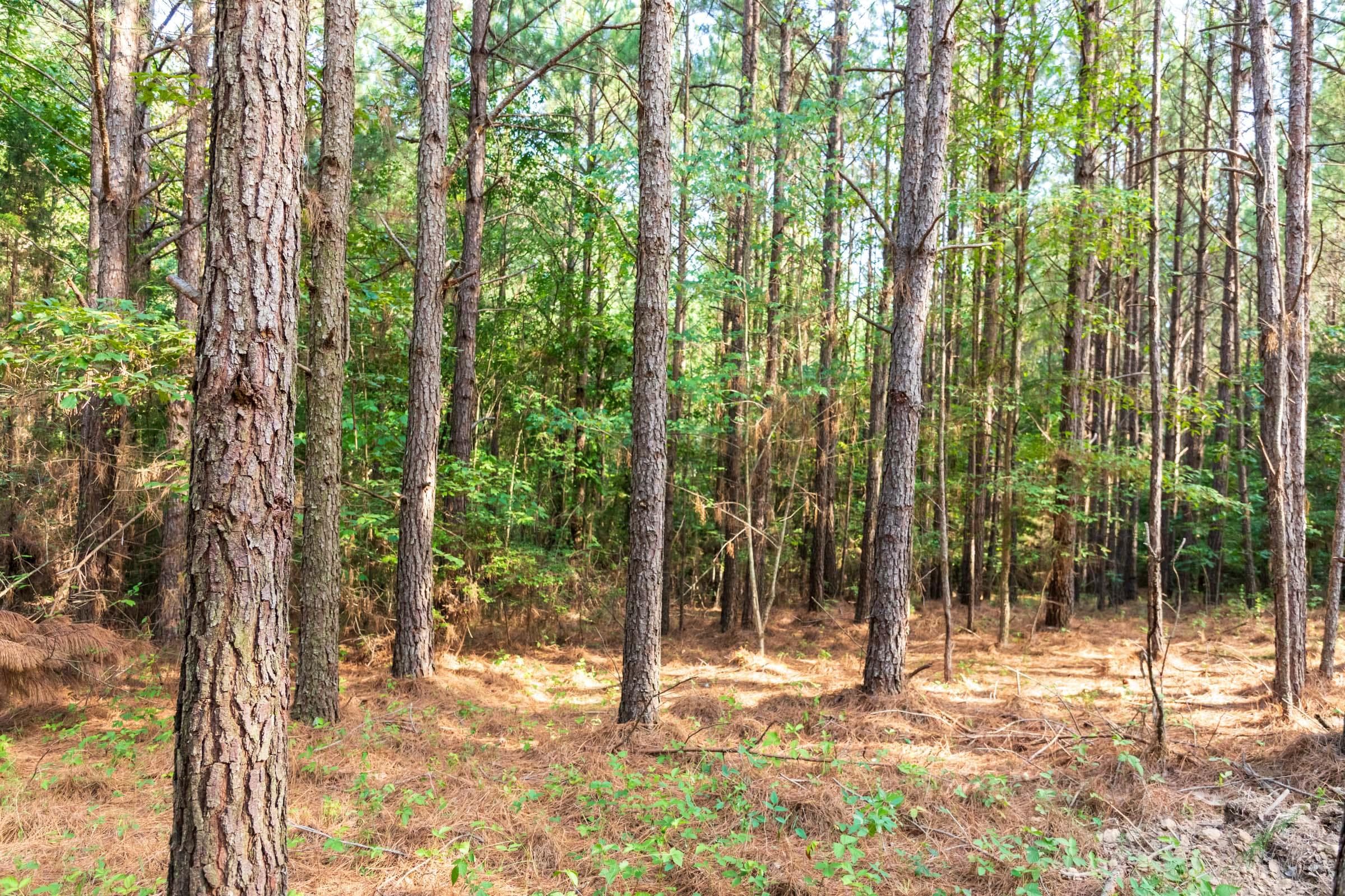 Whiskey Ridge — Zero Credit Land owner financed land for sale in Henderson County, Tennessee photo 76