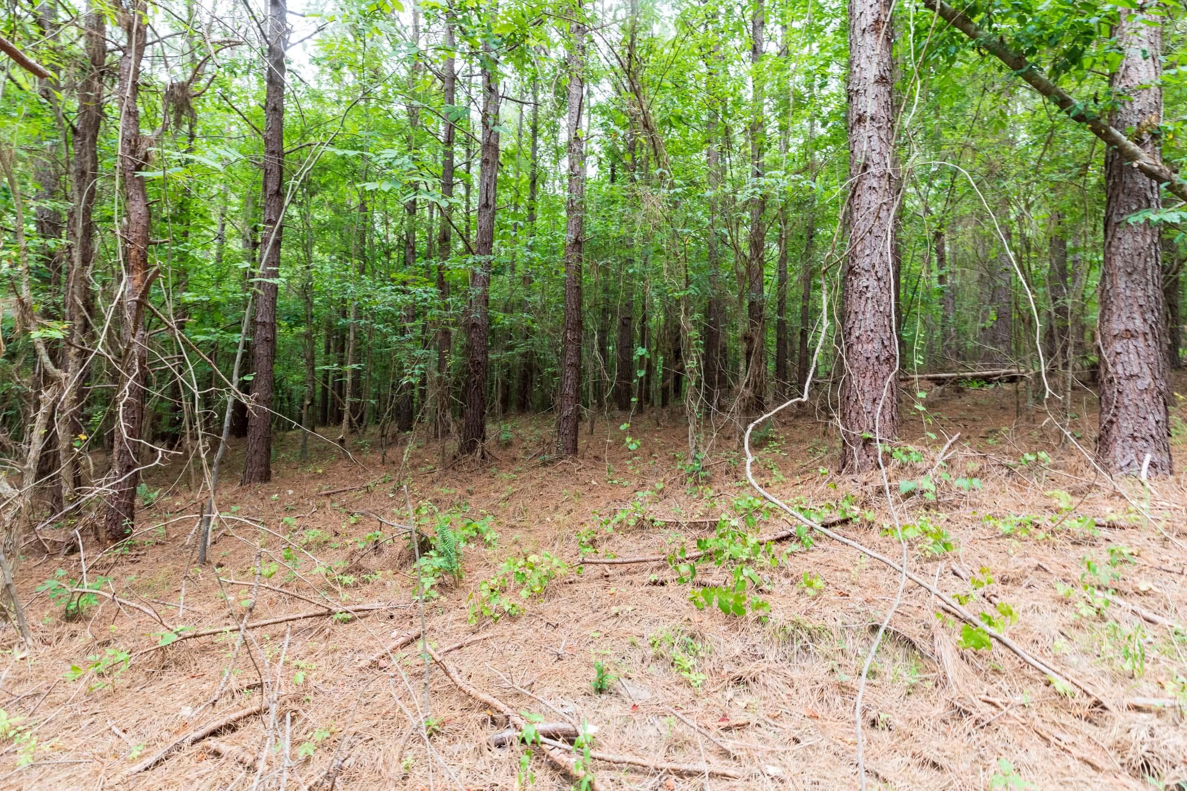 Whiskey Ridge — Zero Credit Land owner financed land for sale in Henderson County, Tennessee photo 70