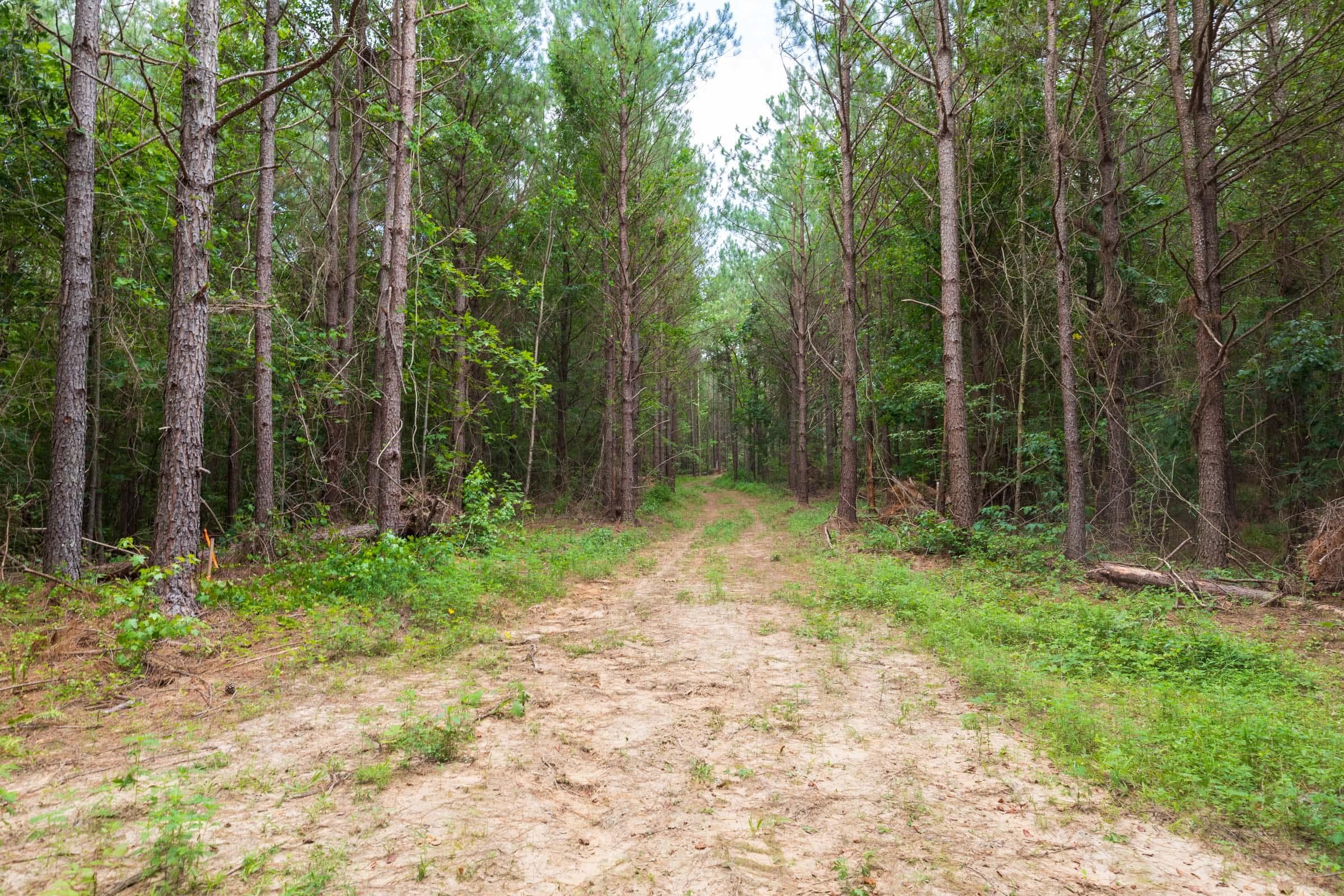 Whiskey Ridge — Zero Credit Land owner financed land for sale in Henderson County, Tennessee photo 71