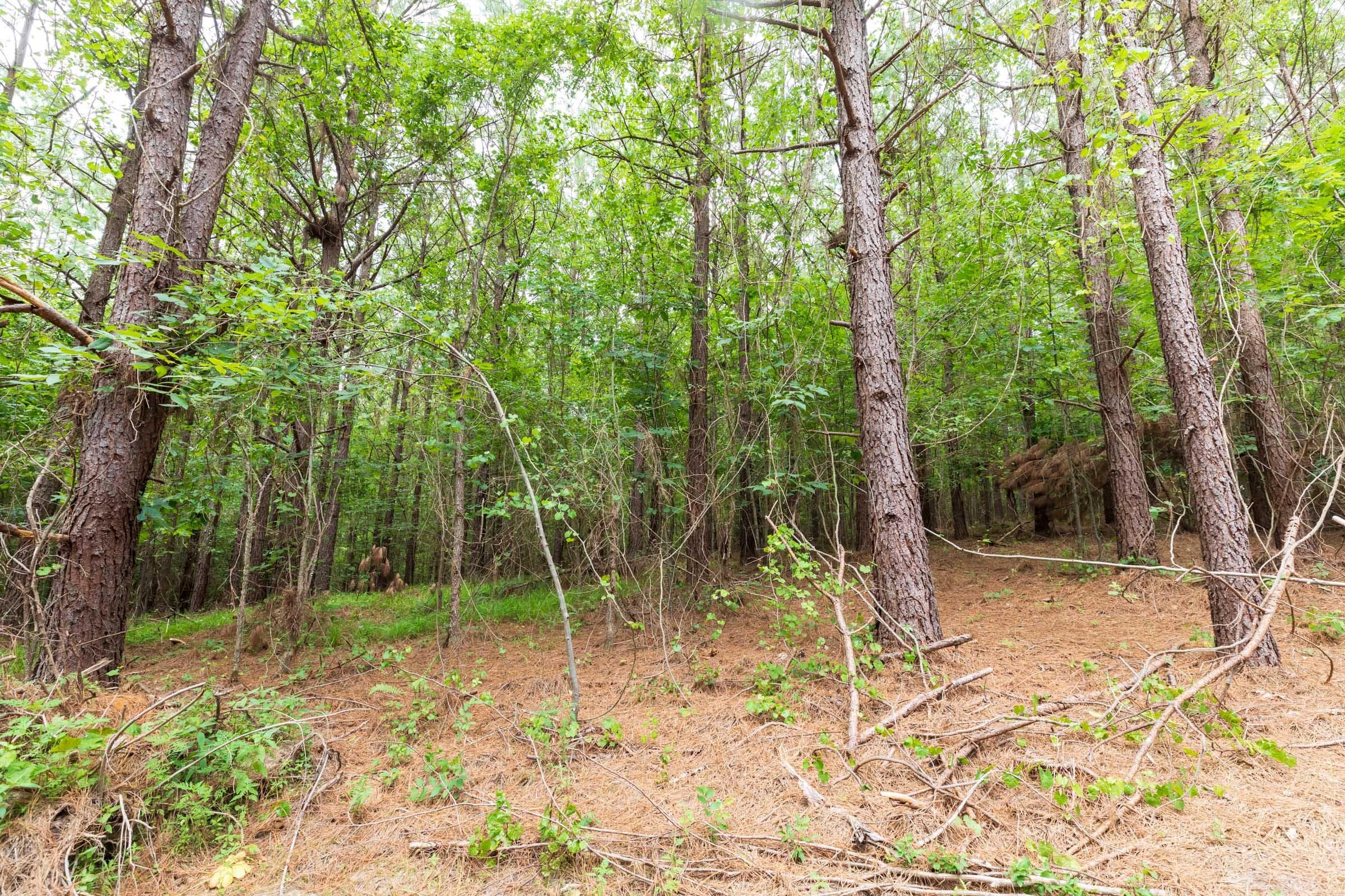 Whiskey Ridge — Zero Credit Land owner financed land for sale in Henderson County, Tennessee photo 69