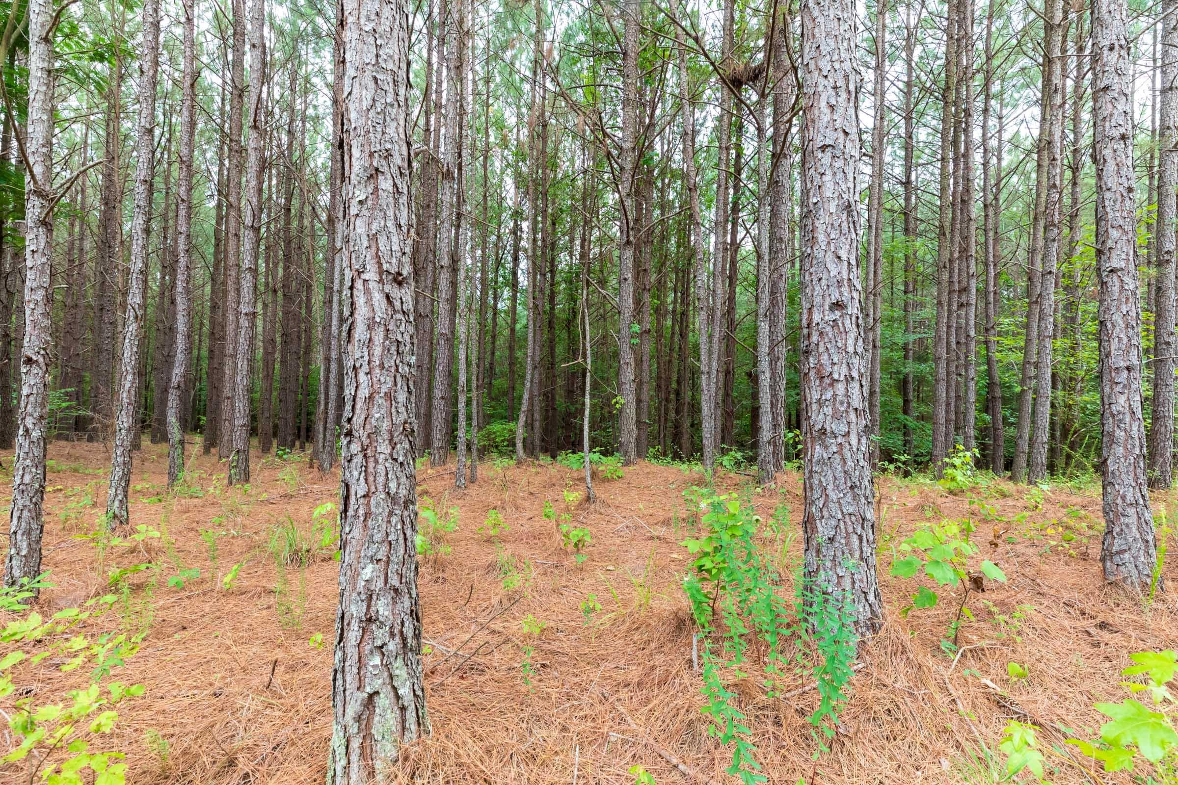 Whiskey Ridge — Zero Credit Land owner financed land for sale in Henderson County, Tennessee photo 67