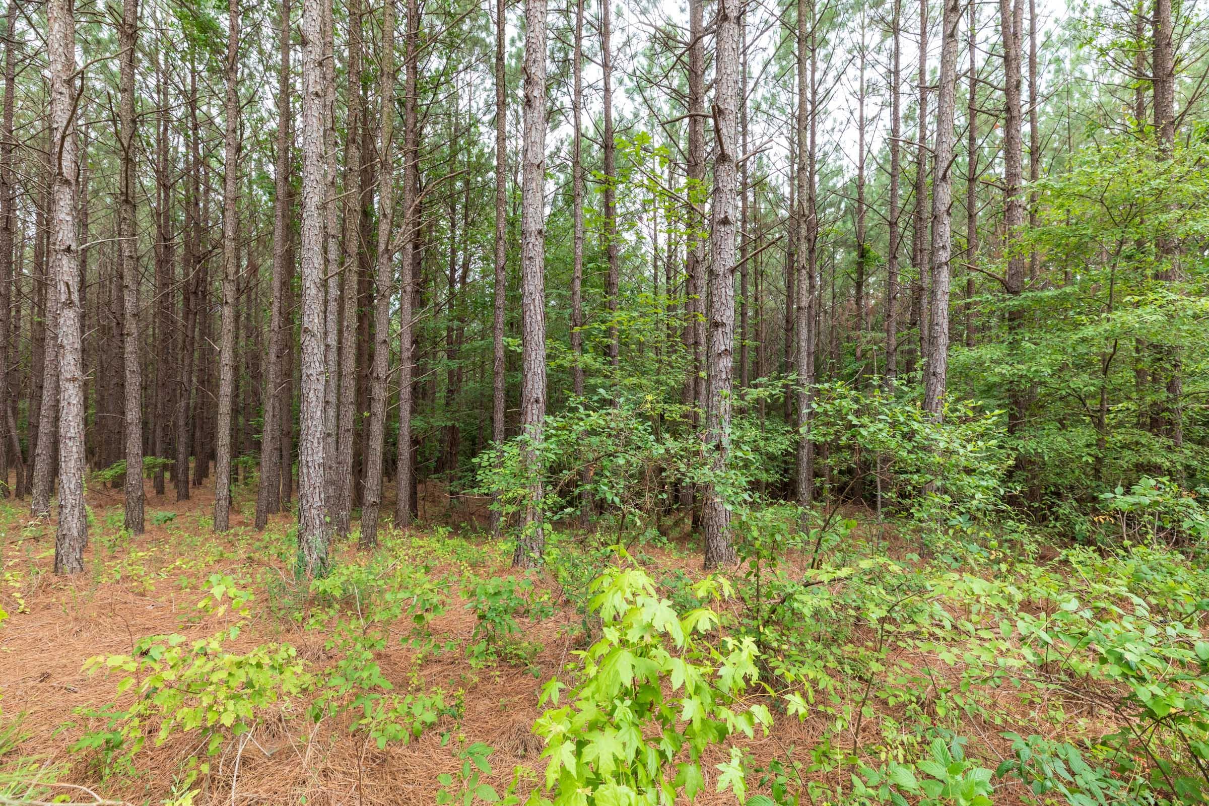 Whiskey Ridge — Zero Credit Land owner financed land for sale in Henderson County, Tennessee photo 66