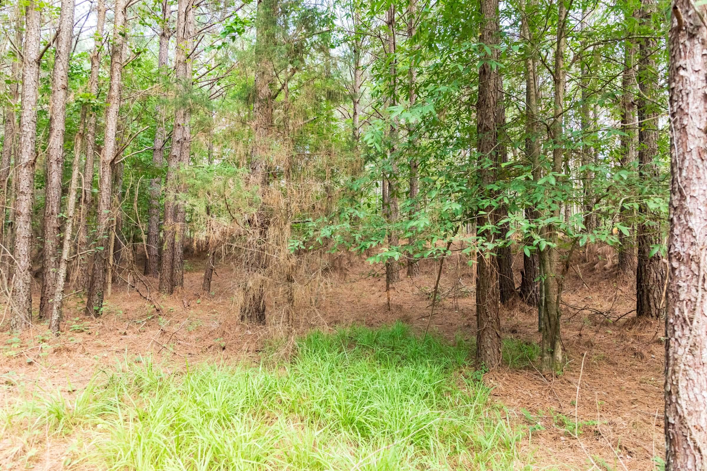 Whiskey Ridge — Zero Credit Land owner financed land for sale in Henderson County, Tennessee photo 59