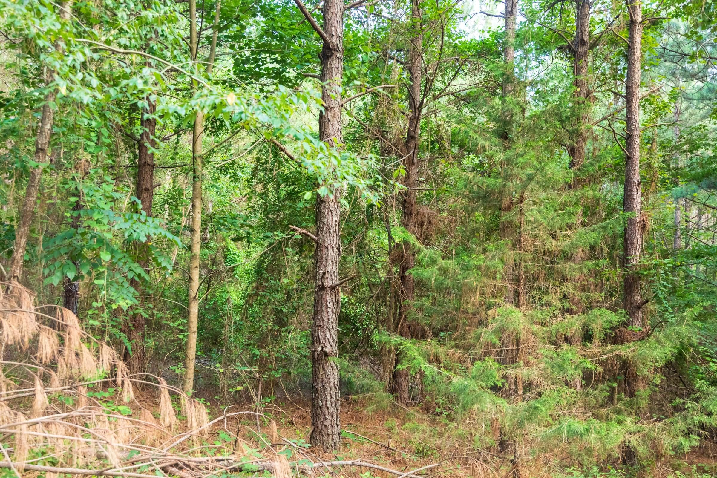 Whiskey Ridge — Zero Credit Land owner financed land for sale in Henderson County, Tennessee photo 62