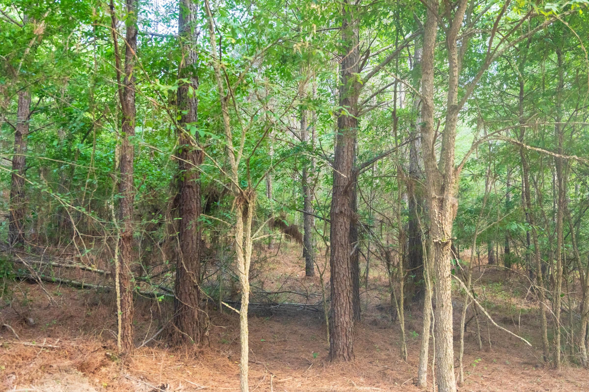 Whiskey Ridge — Zero Credit Land owner financed land for sale in Henderson County, Tennessee photo 60