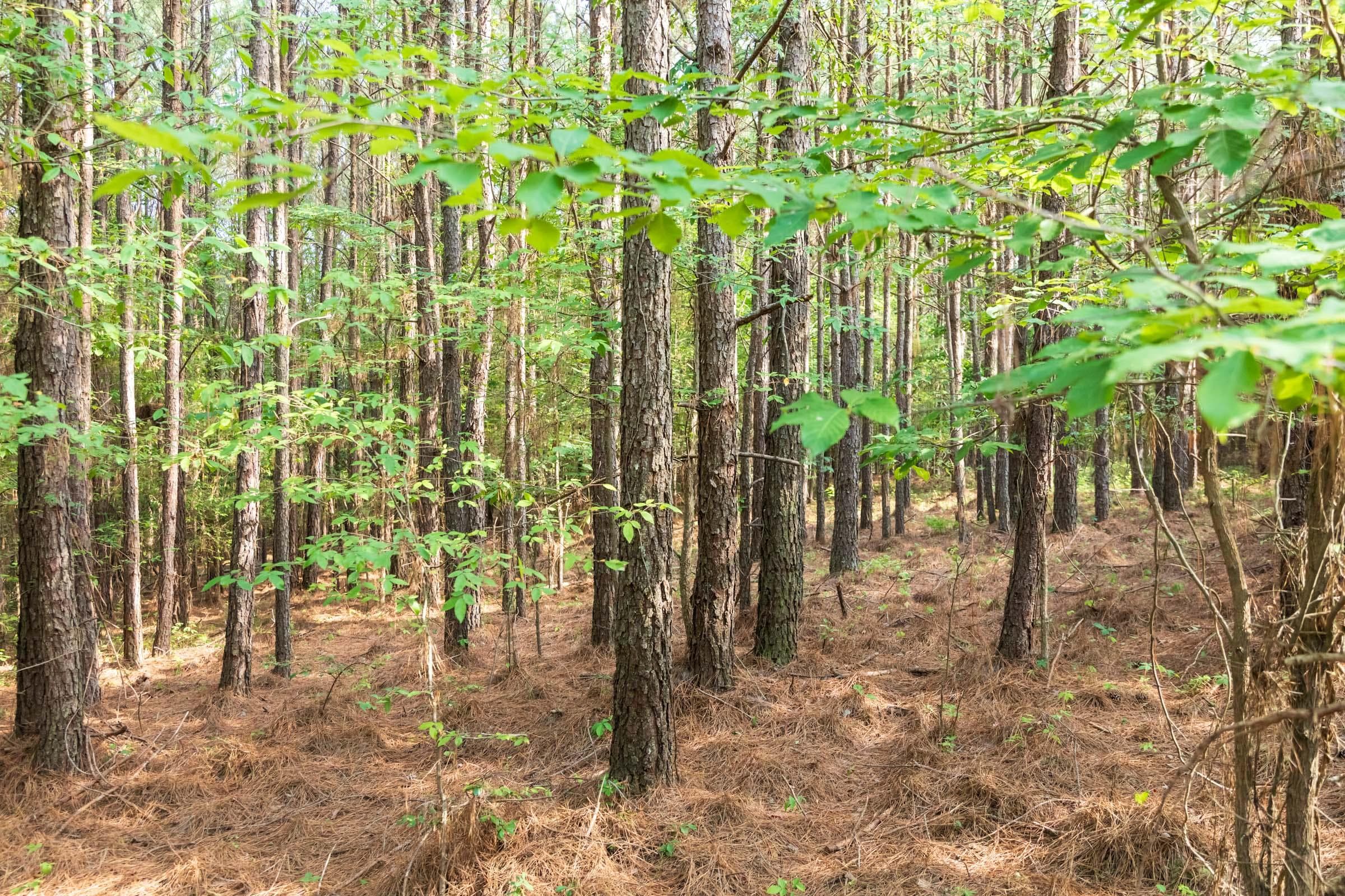 Whiskey Ridge — Zero Credit Land owner financed land for sale in Henderson County, Tennessee photo 58