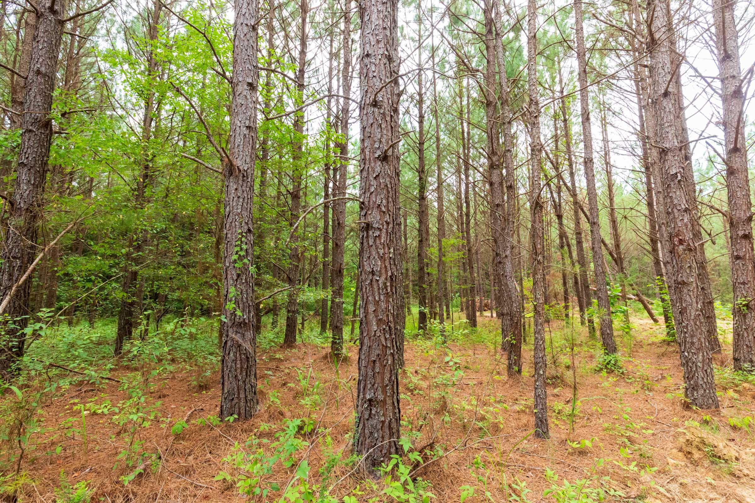 Whiskey Ridge — Zero Credit Land owner financed land for sale in Henderson County, Tennessee photo 57
