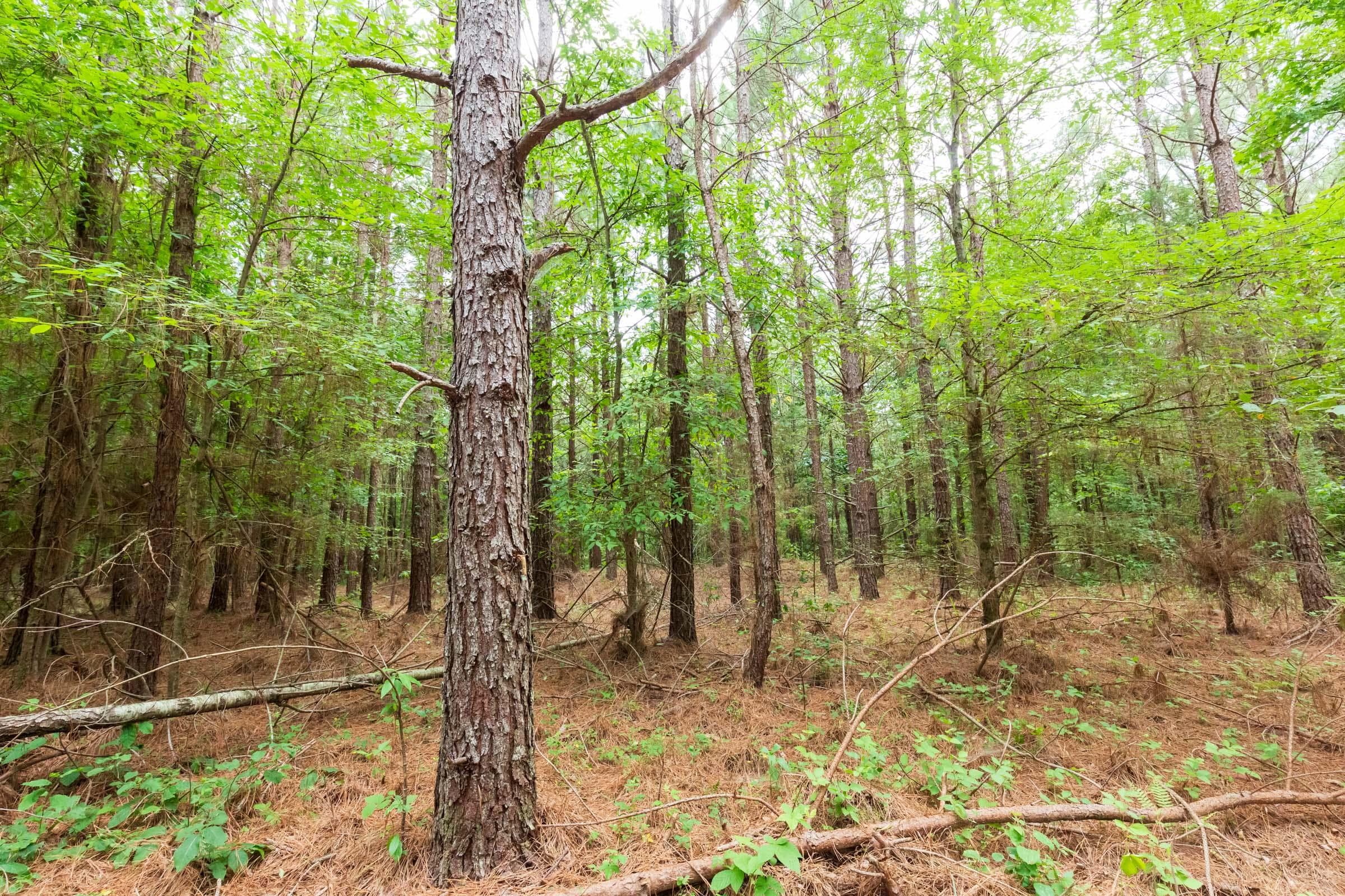 Whiskey Ridge — Zero Credit Land owner financed land for sale in Henderson County, Tennessee photo 55
