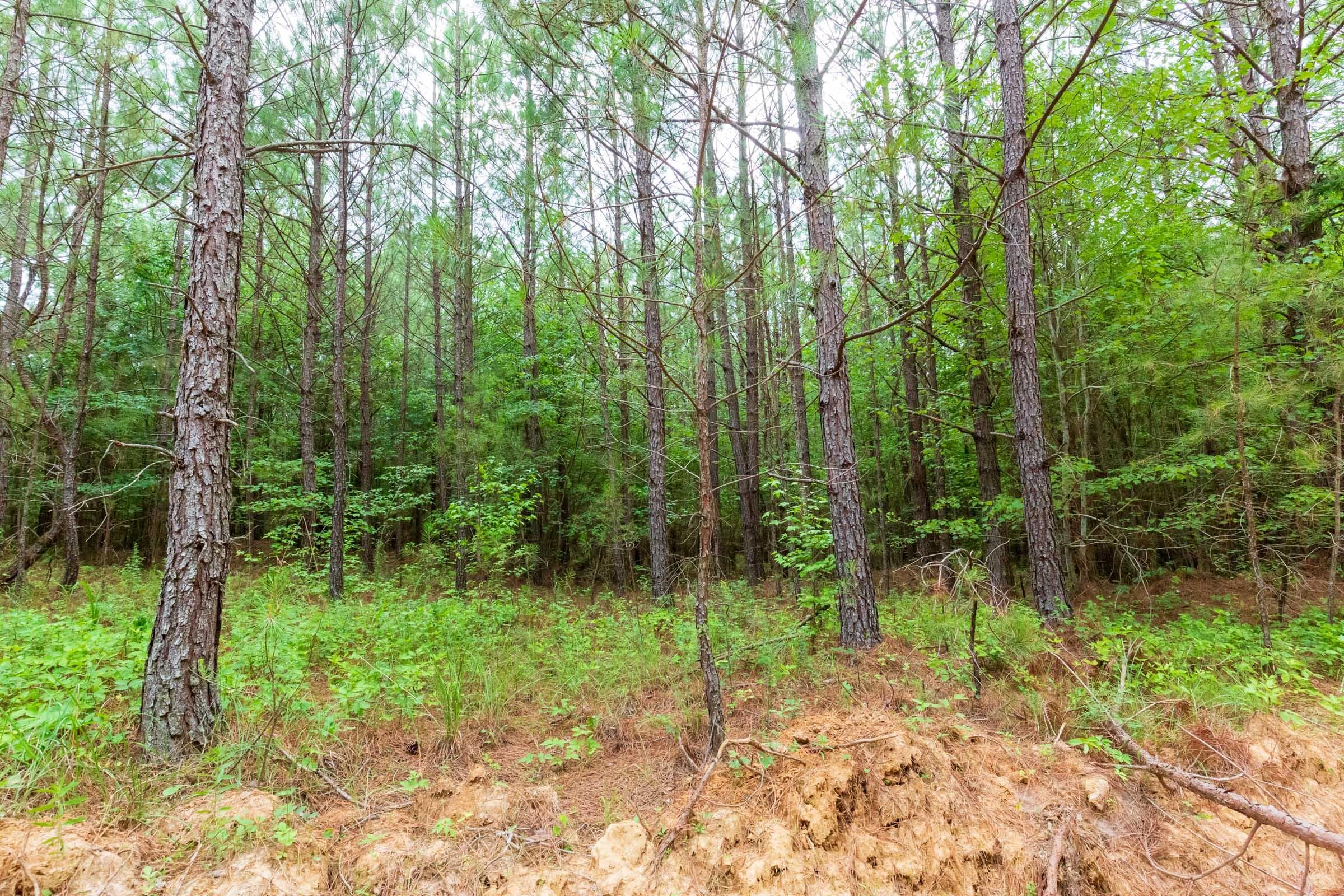Whiskey Ridge — Zero Credit Land owner financed land for sale in Henderson County, Tennessee photo 54