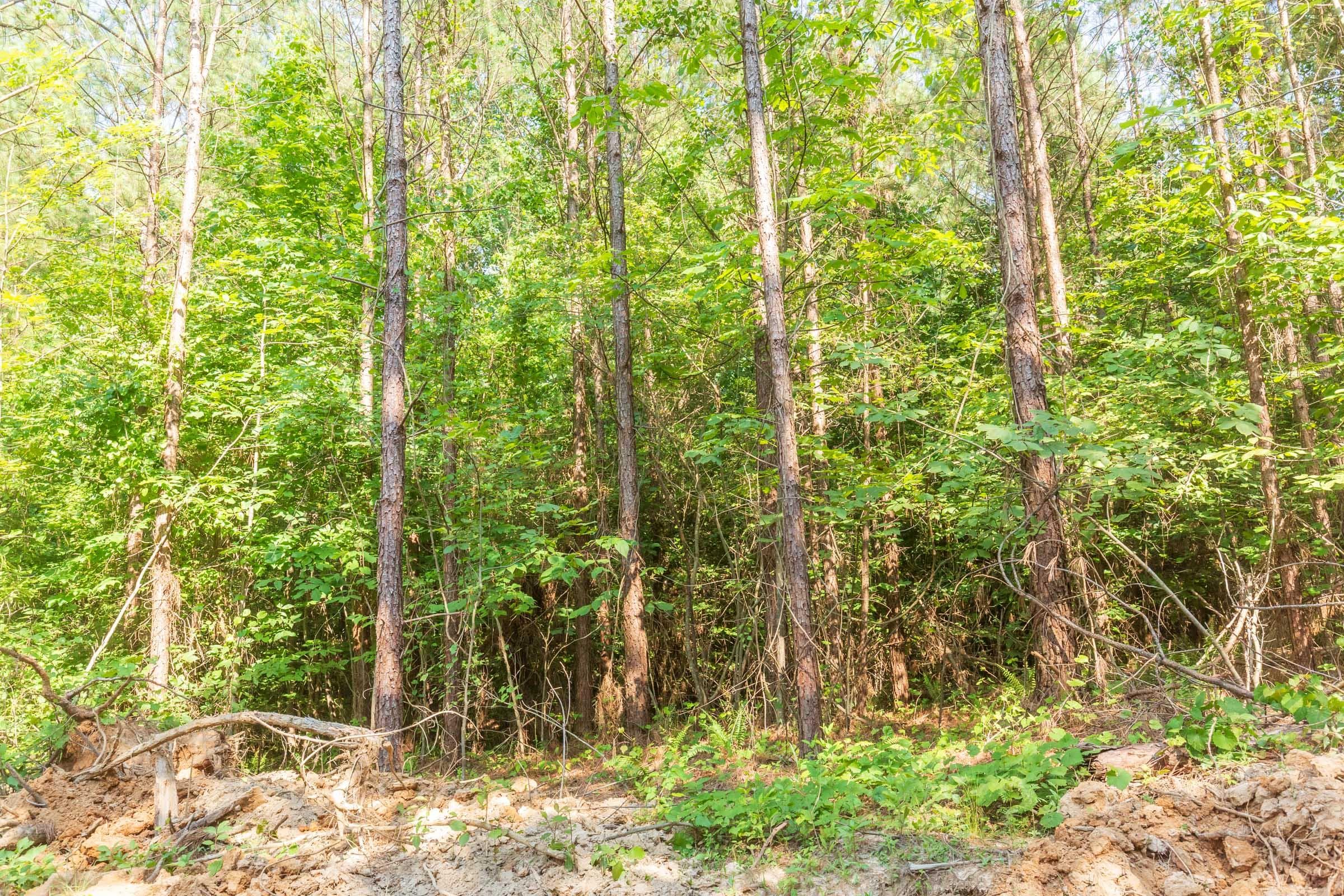 Whiskey Ridge — Zero Credit Land owner financed land for sale in Henderson County, Tennessee photo 52