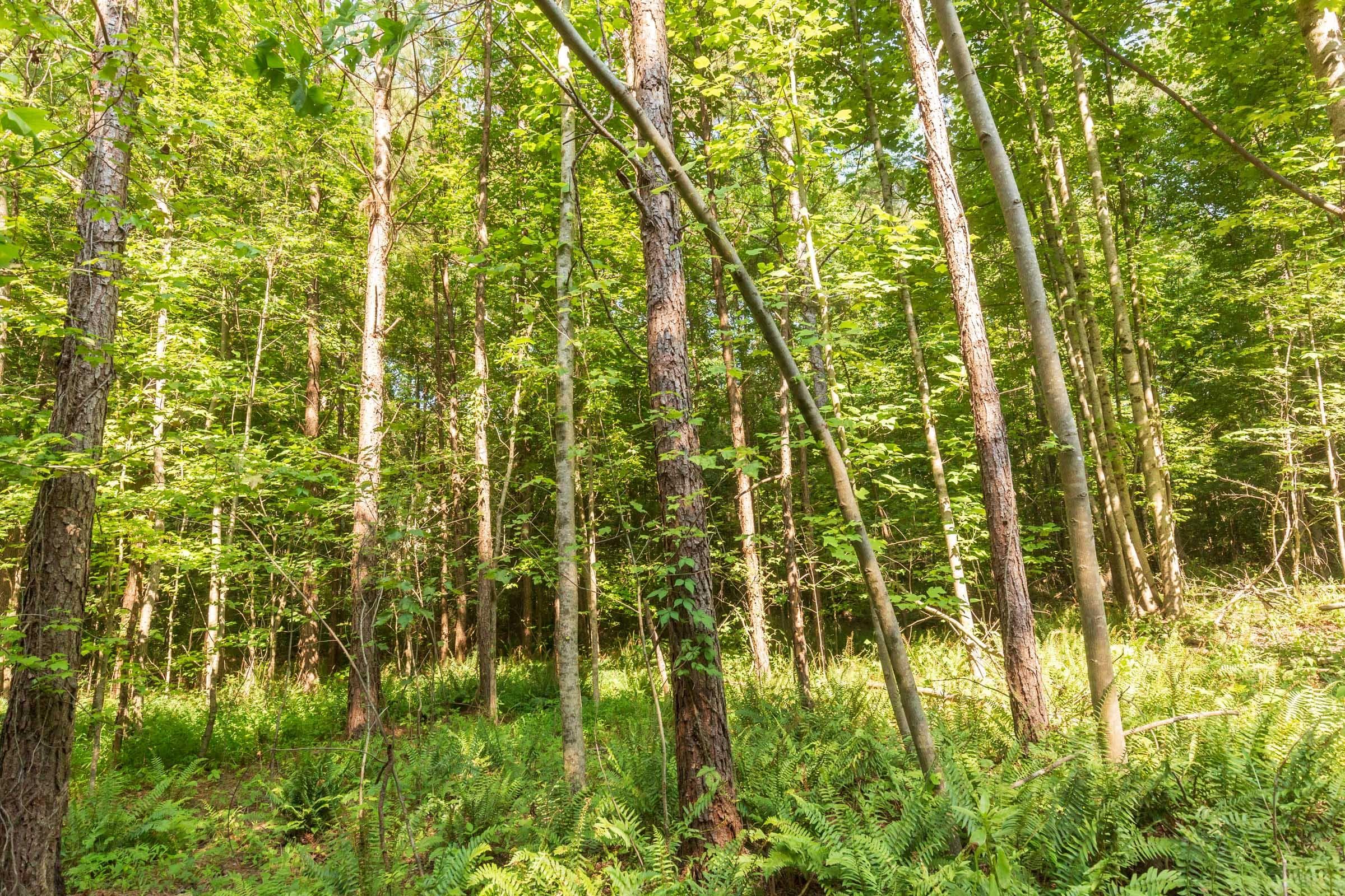 Whiskey Ridge — Zero Credit Land owner financed land for sale in Henderson County, Tennessee photo 53