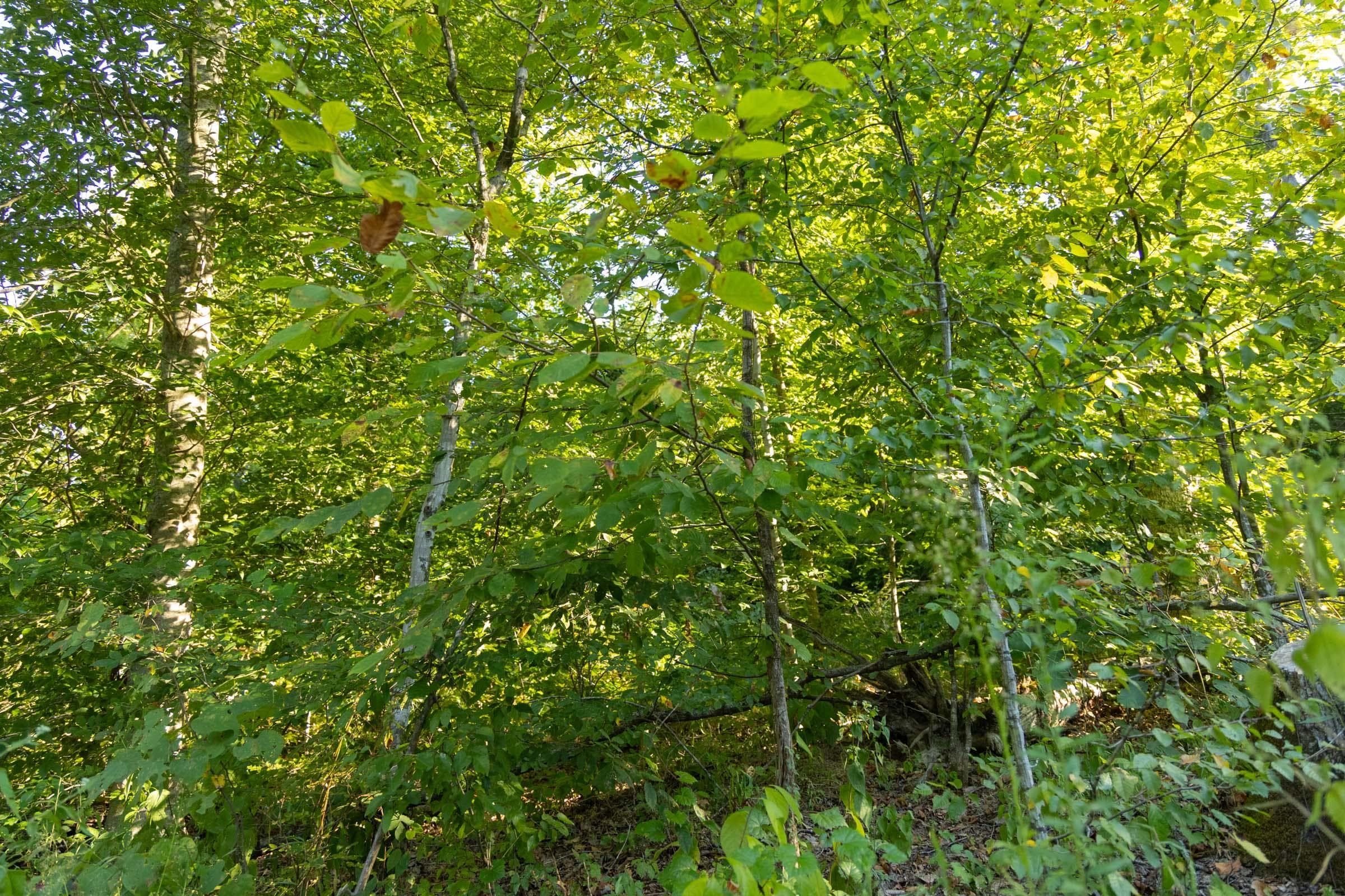 Property photo 203
