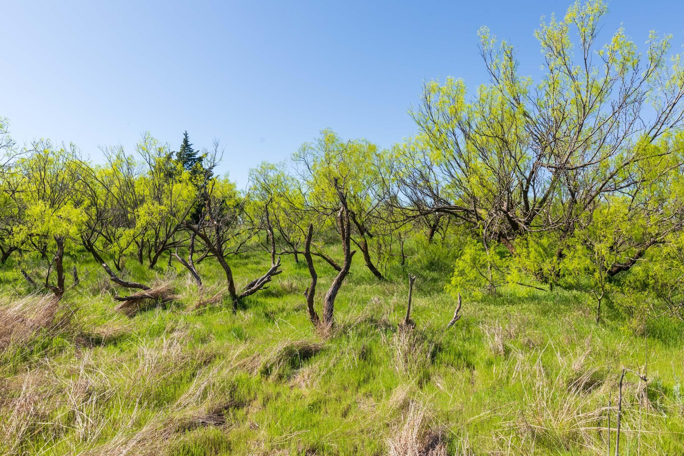 Hackberry Fields  — Zero Credit Land owner financed land for sale in Greer County, Oklahoma photo 38