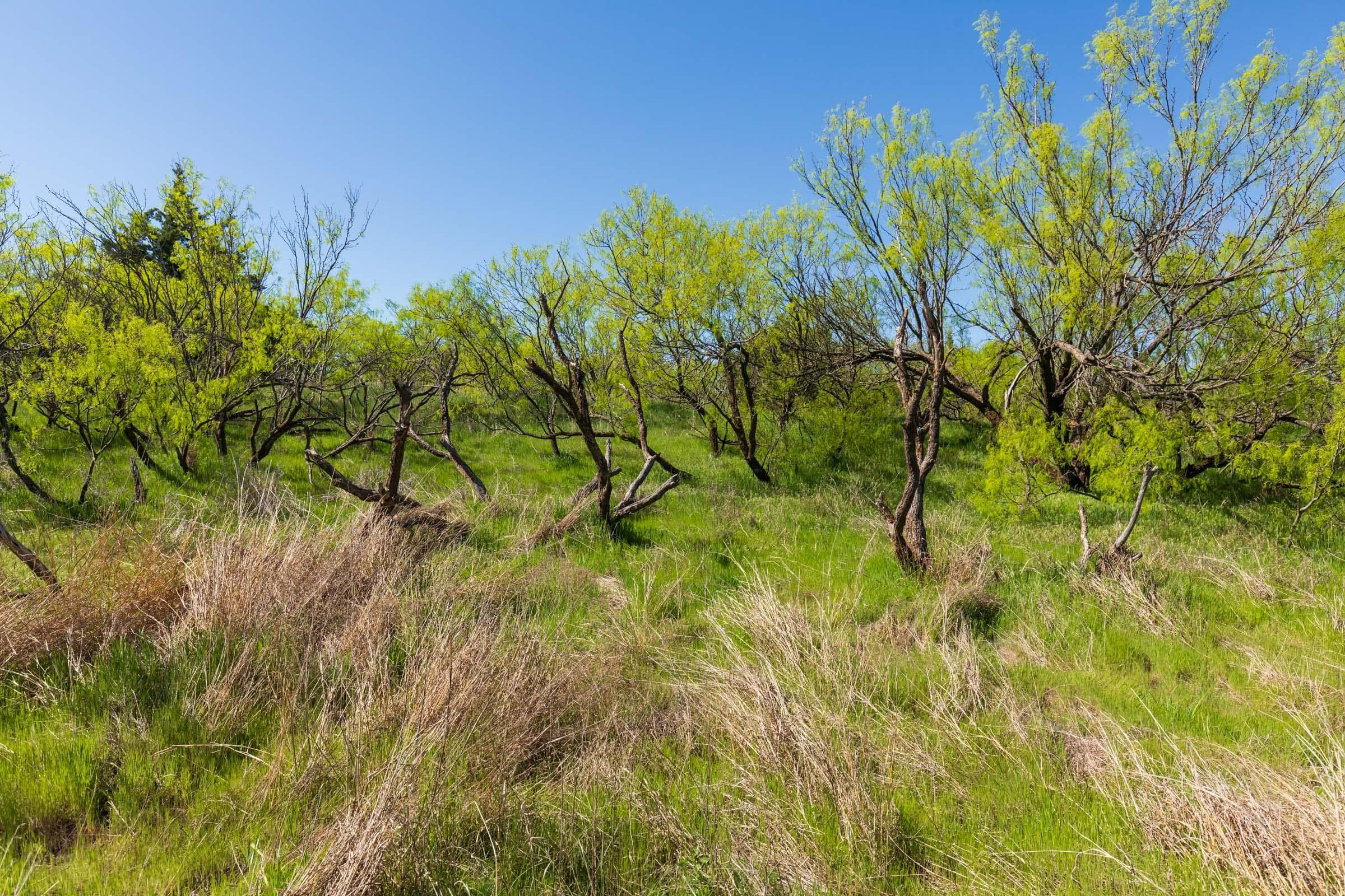 Hackberry Fields  — Zero Credit Land owner financed land for sale in Greer County, Oklahoma photo 42