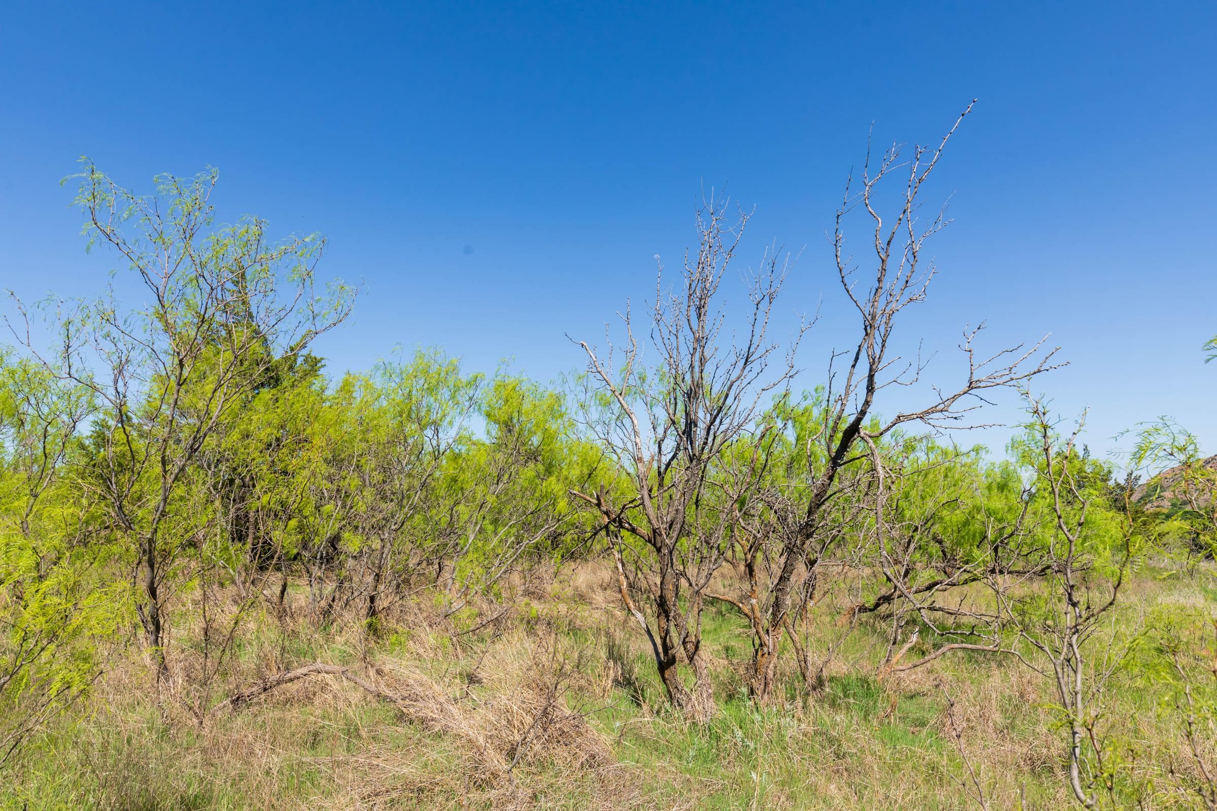 Hackberry Fields  — Zero Credit Land owner financed land for sale in Greer County, Oklahoma photo 34