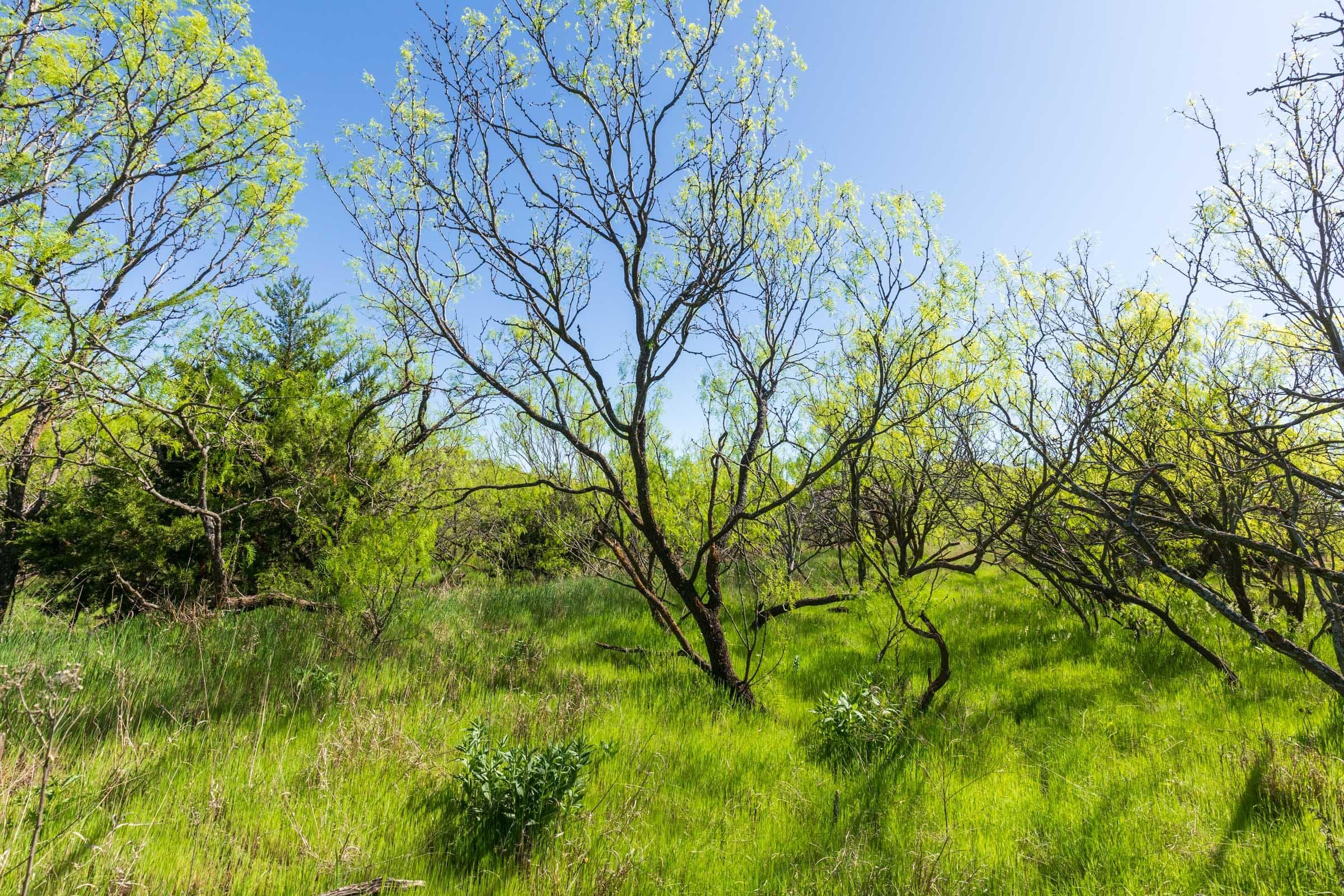 Hackberry Fields  — Zero Credit Land owner financed land for sale in Greer County, Oklahoma photo 37
