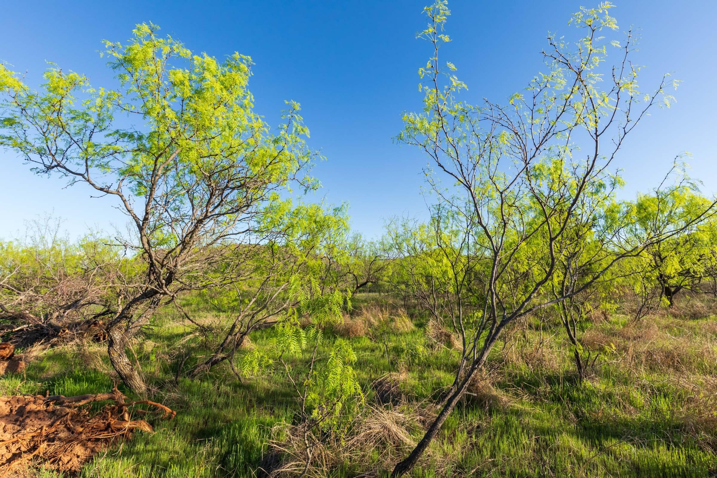 Hackberry Fields  — Zero Credit Land owner financed land for sale in Greer County, Oklahoma photo 30